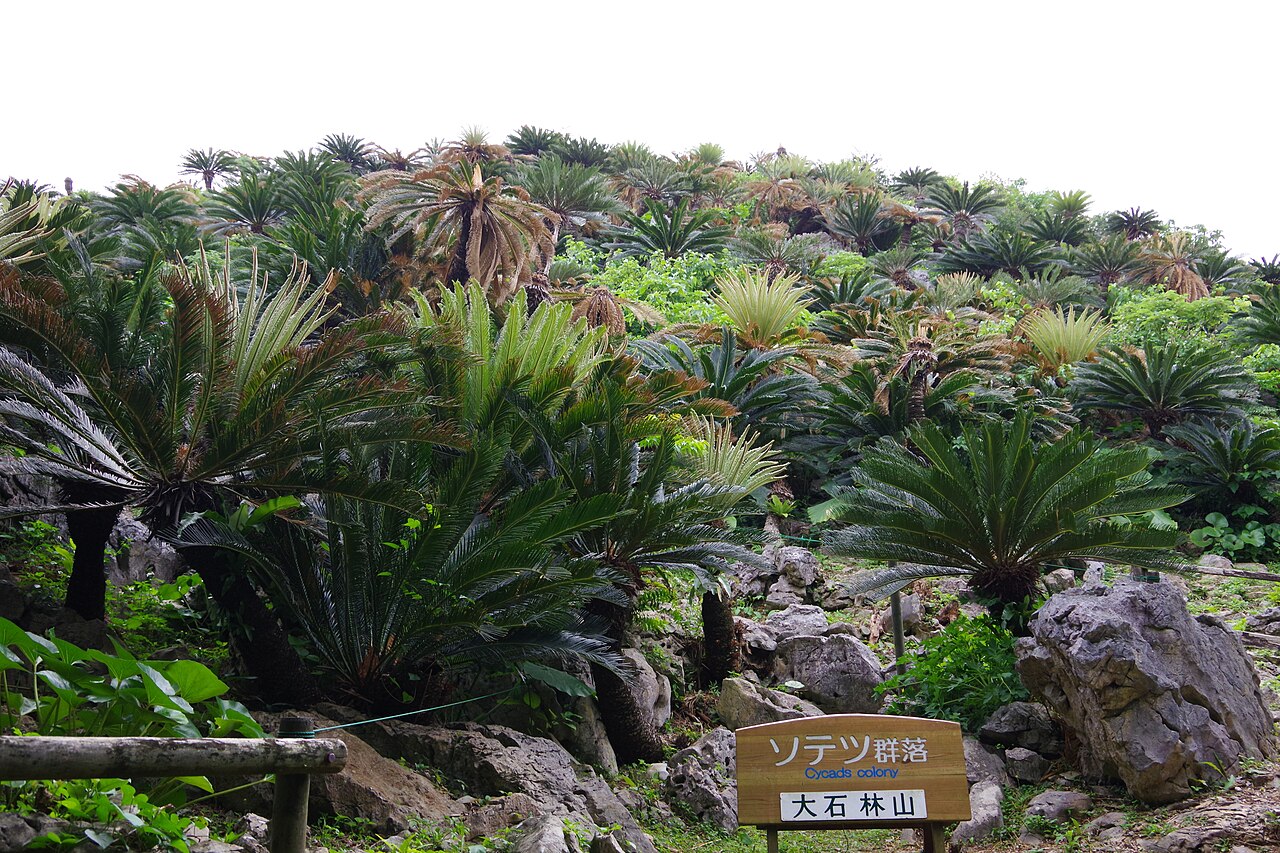 大石林山のソテツ群落