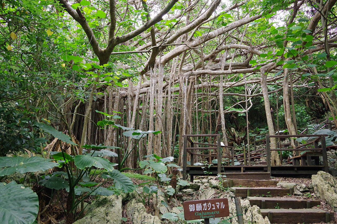 大石林山の御願ガジュマル