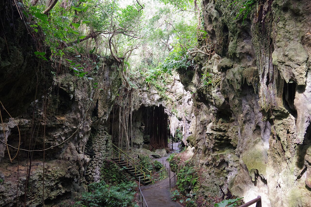 ガンガラーの谷の亜熱帯の森と巨大なガジュマル