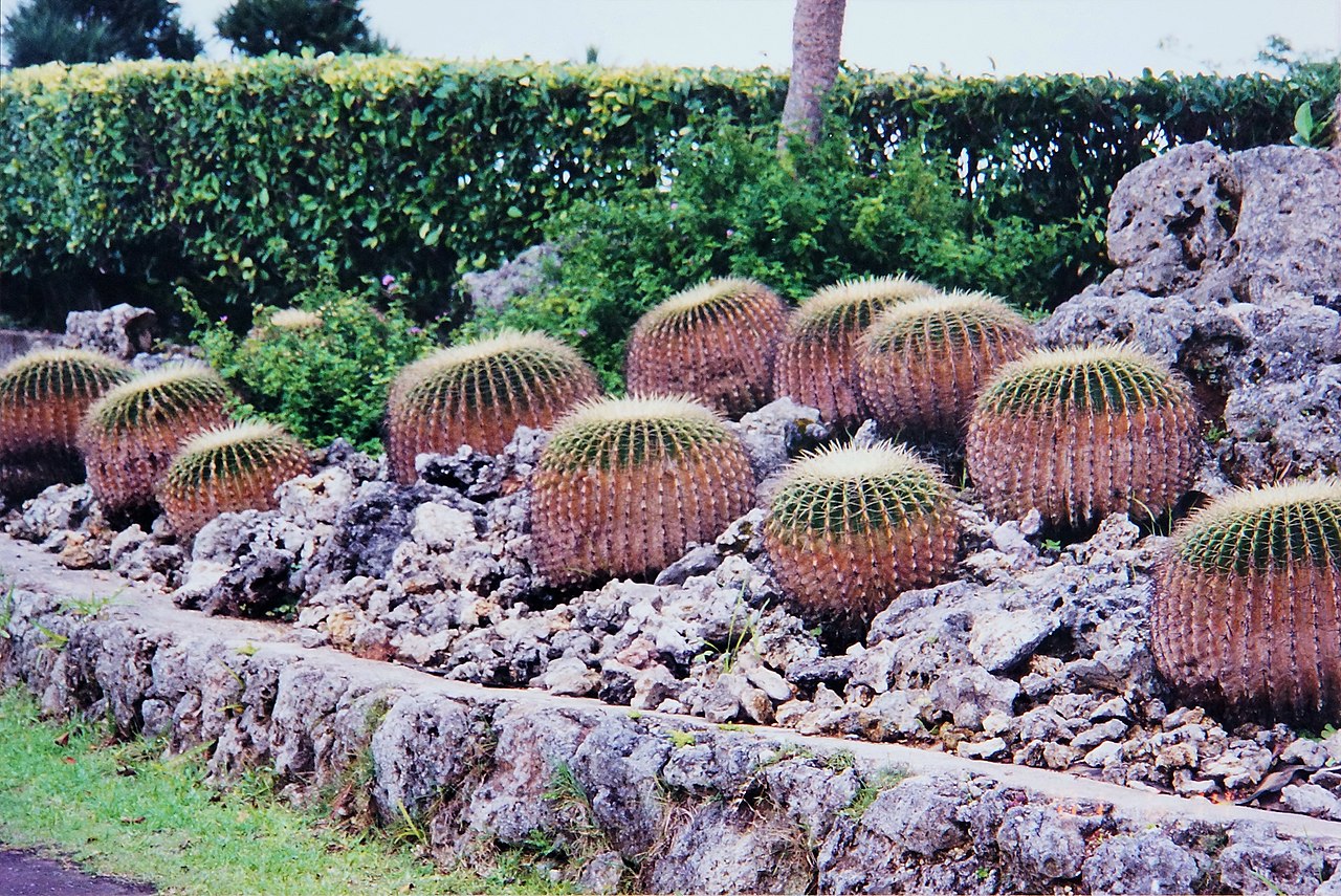 東南植物楽園の金琥仙人掌(キンシャチ)が並ぶサボテンの一角