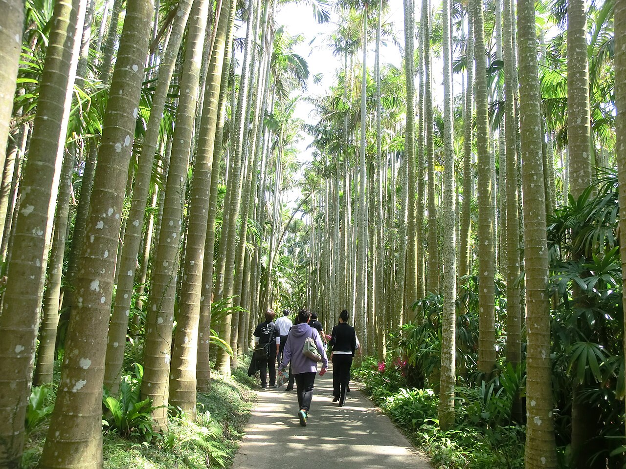 東南植物楽園のヤシ並木と亜熱帯の植物