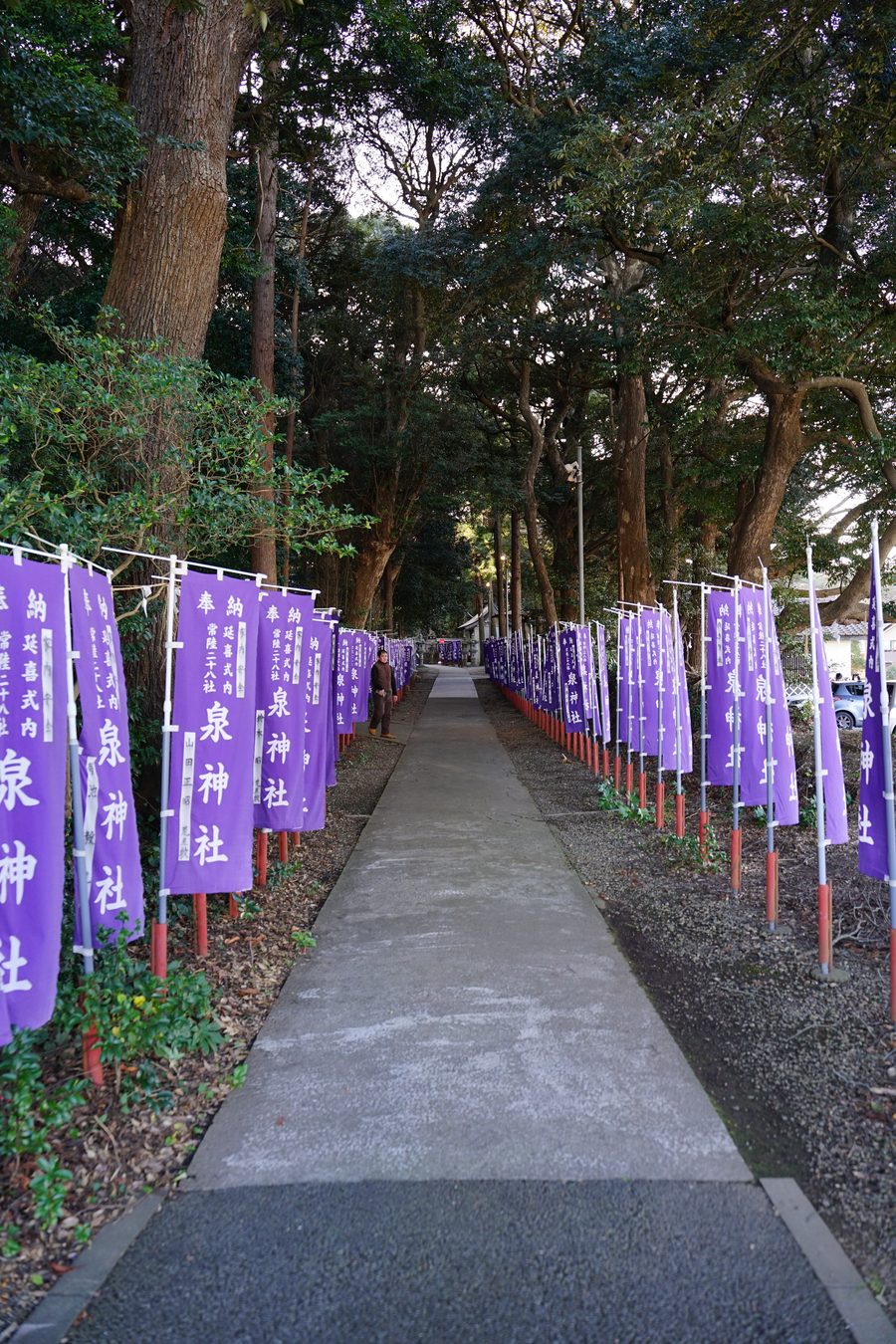 泉神社の参道、紫の幟旗が並ぶ杉木立の道