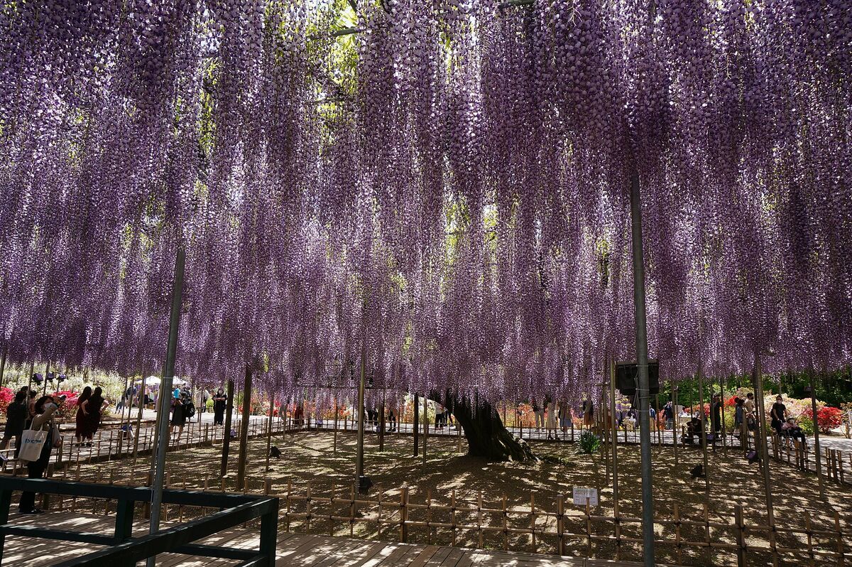 あしかがフラワーパークの藤の花