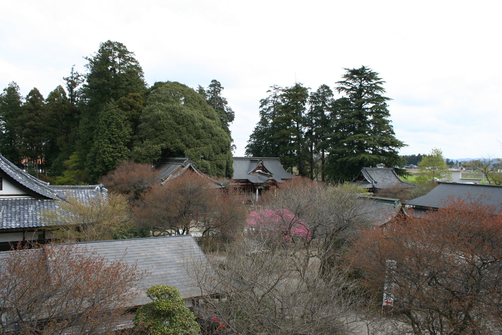 杉木立に包まれた大前神社の境内