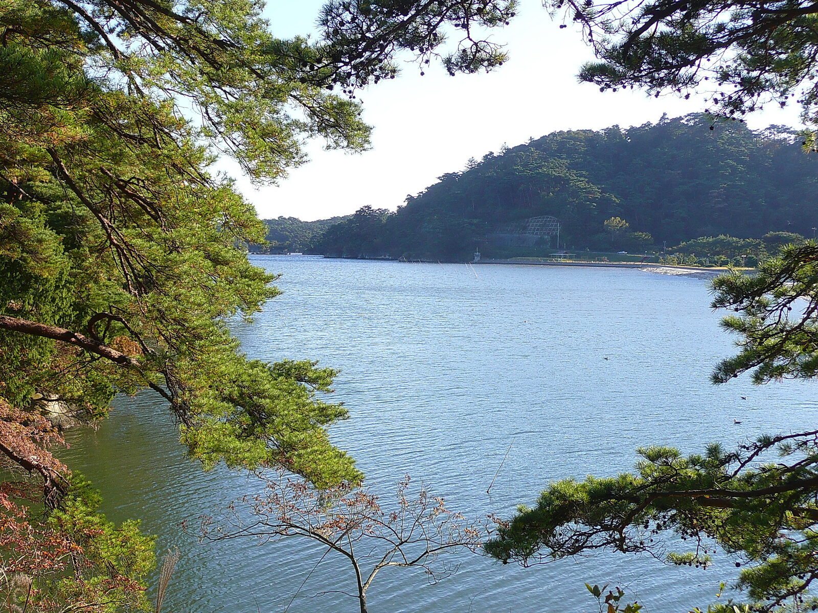 雄島から望む松の木々越しの松島湾の眺め