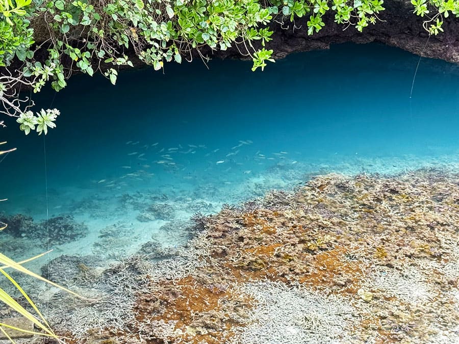 ピキャズの水中に群れる小魚とサンゴ