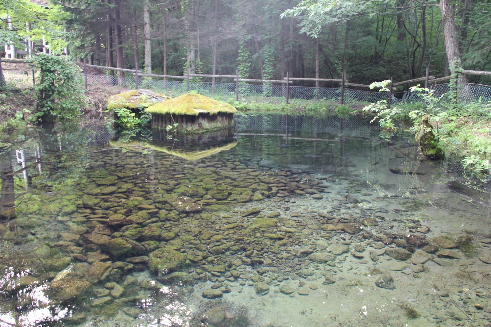 苔むした取水施設が浮かぶ来運の水の池、底の石まで澄んだ水面