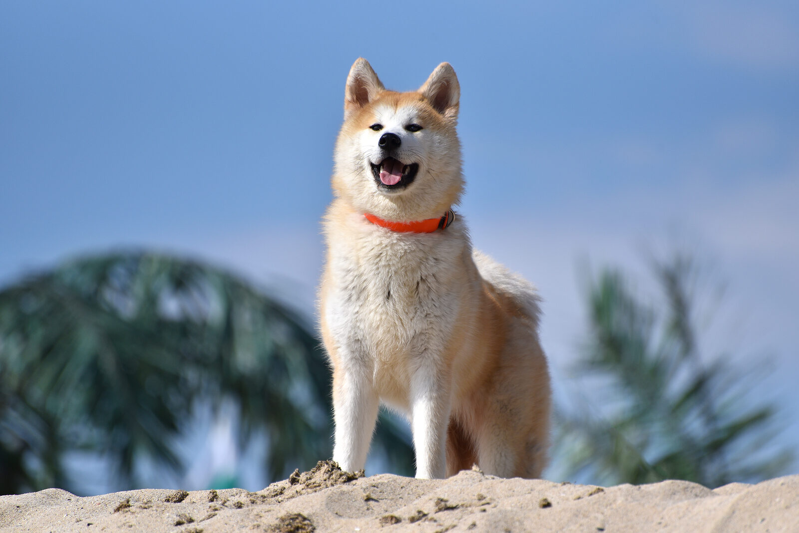 秋田犬(あきたいぬ)