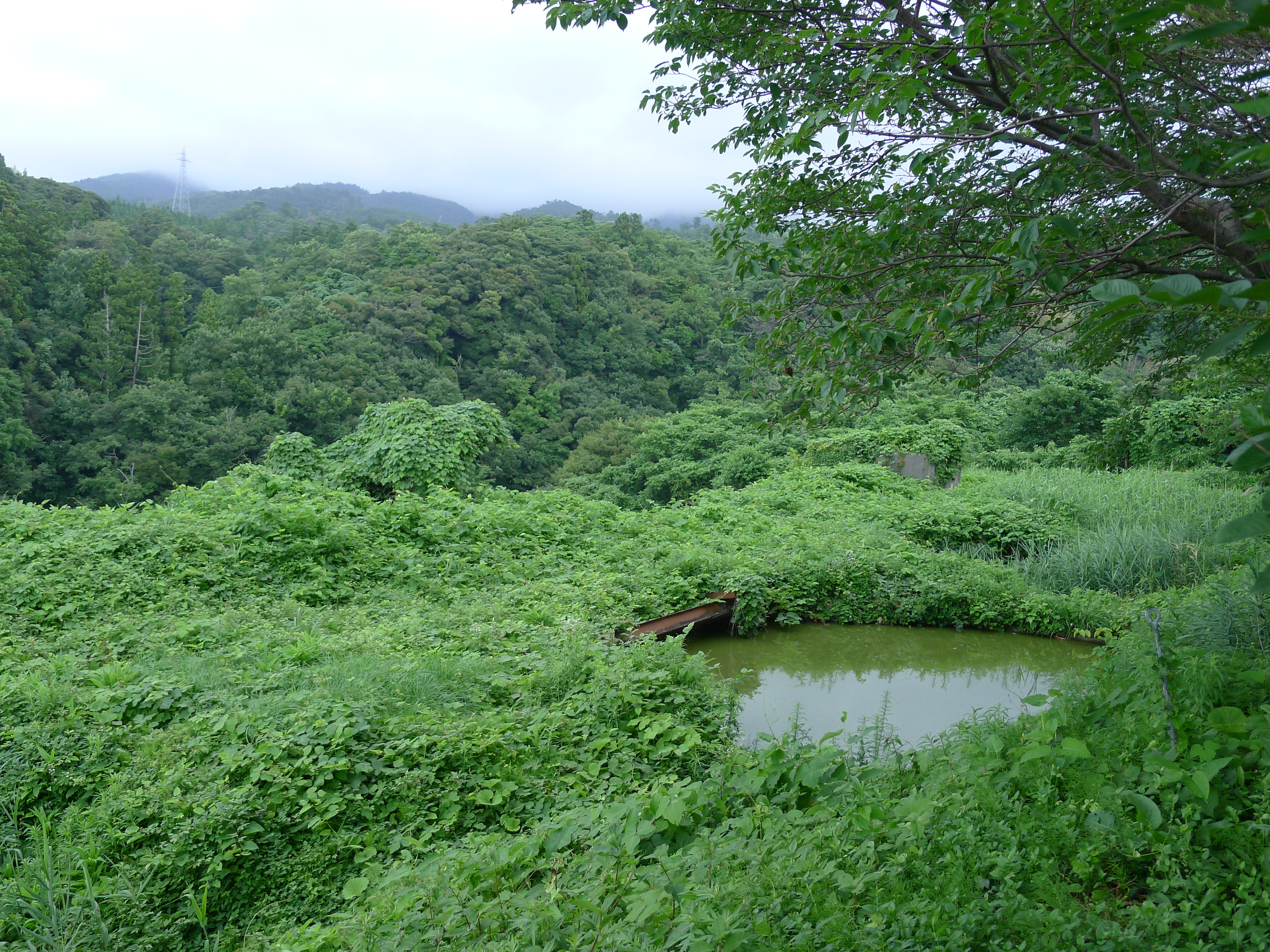 緑に埋もれた北沢浮遊選鉱場跡の貯水槽跡と山あいの風景