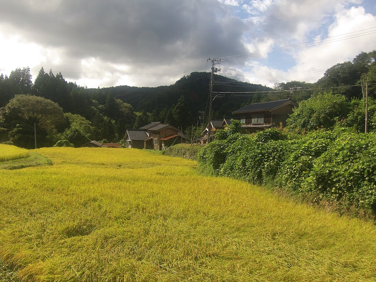 虎丸山を望む西三川の農山村景観と稲穂