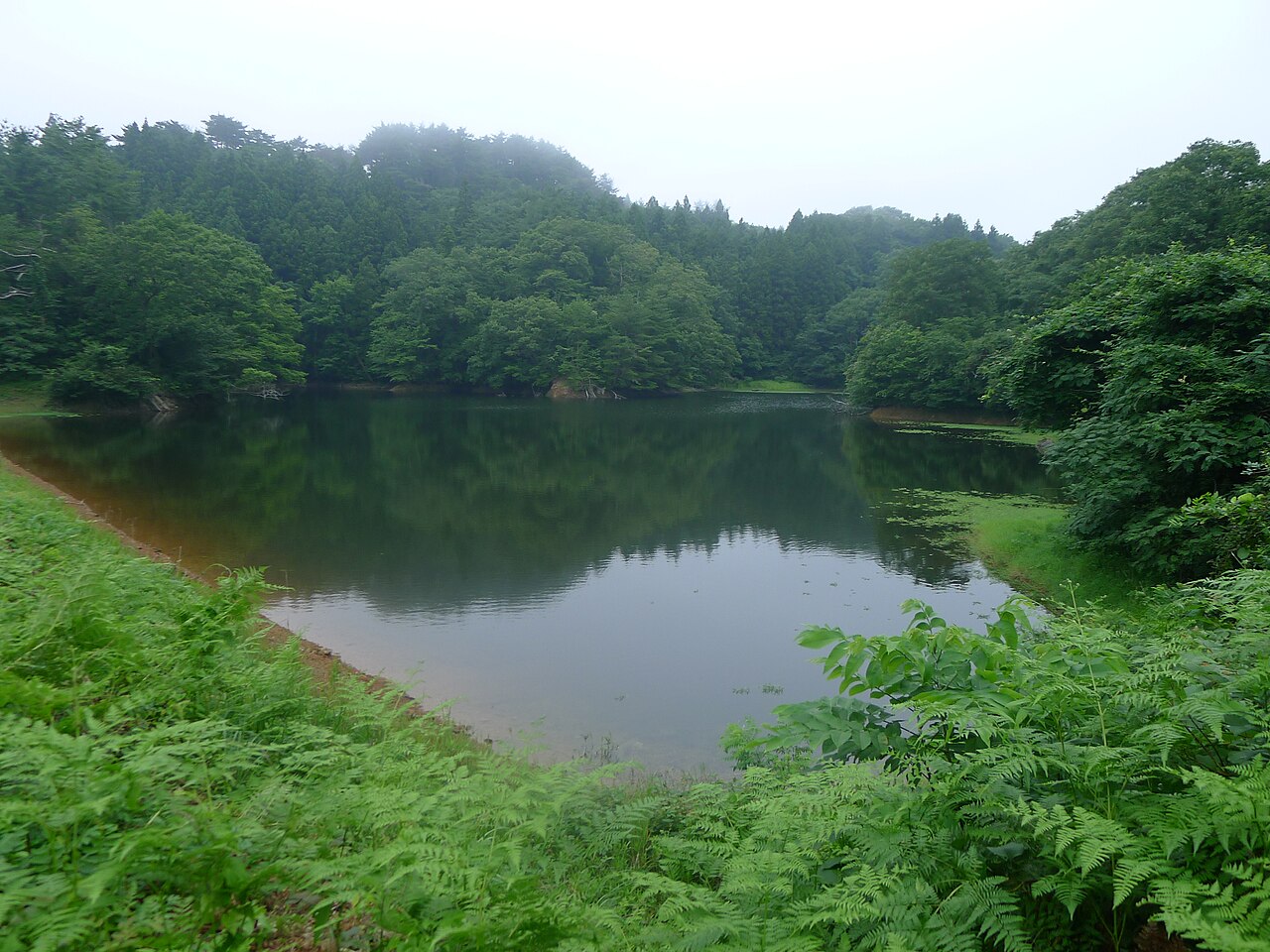 砂金採取に使われた金山溜池の水面