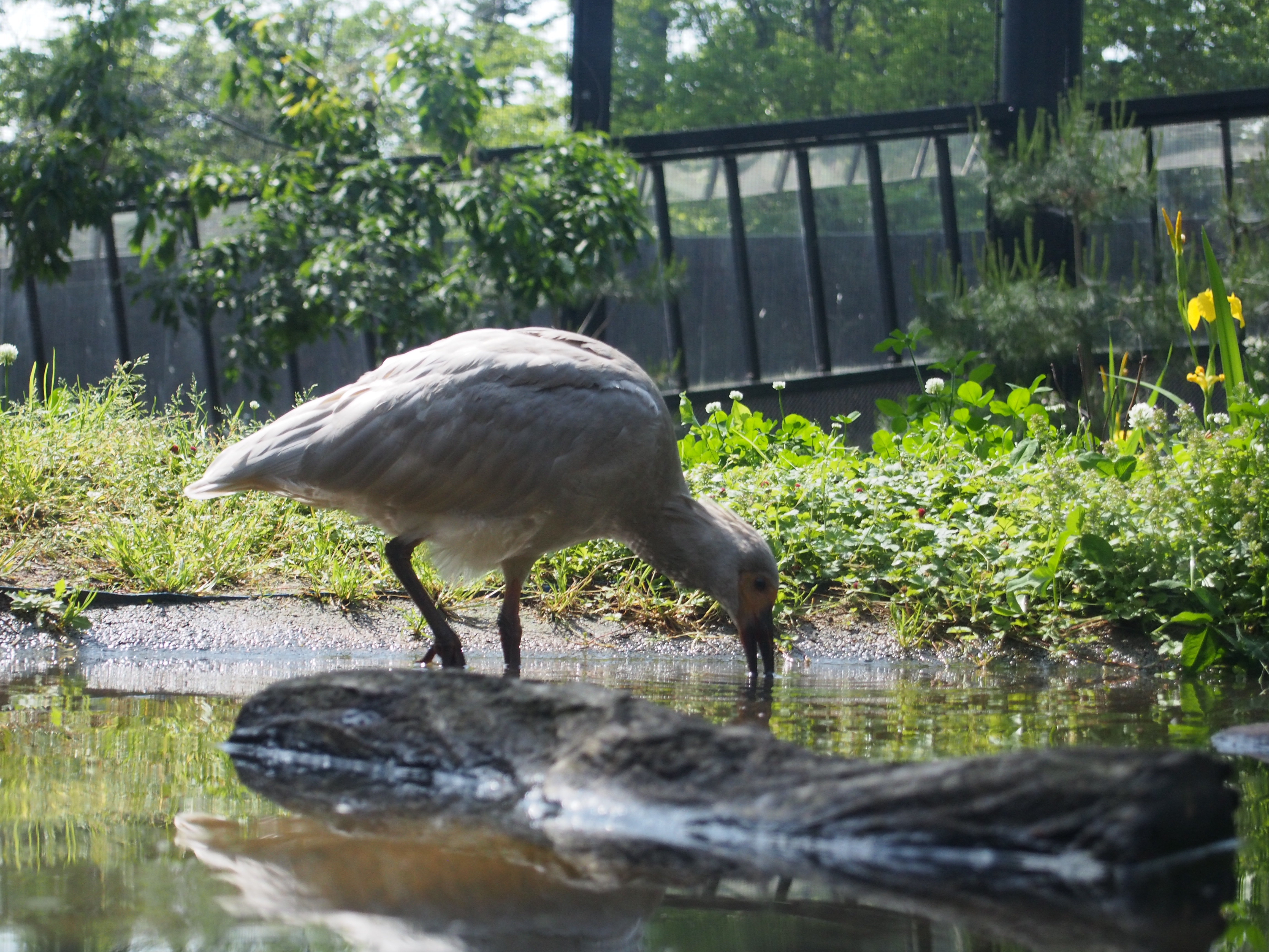 トキの森公園で観察できる国際保護鳥トキ