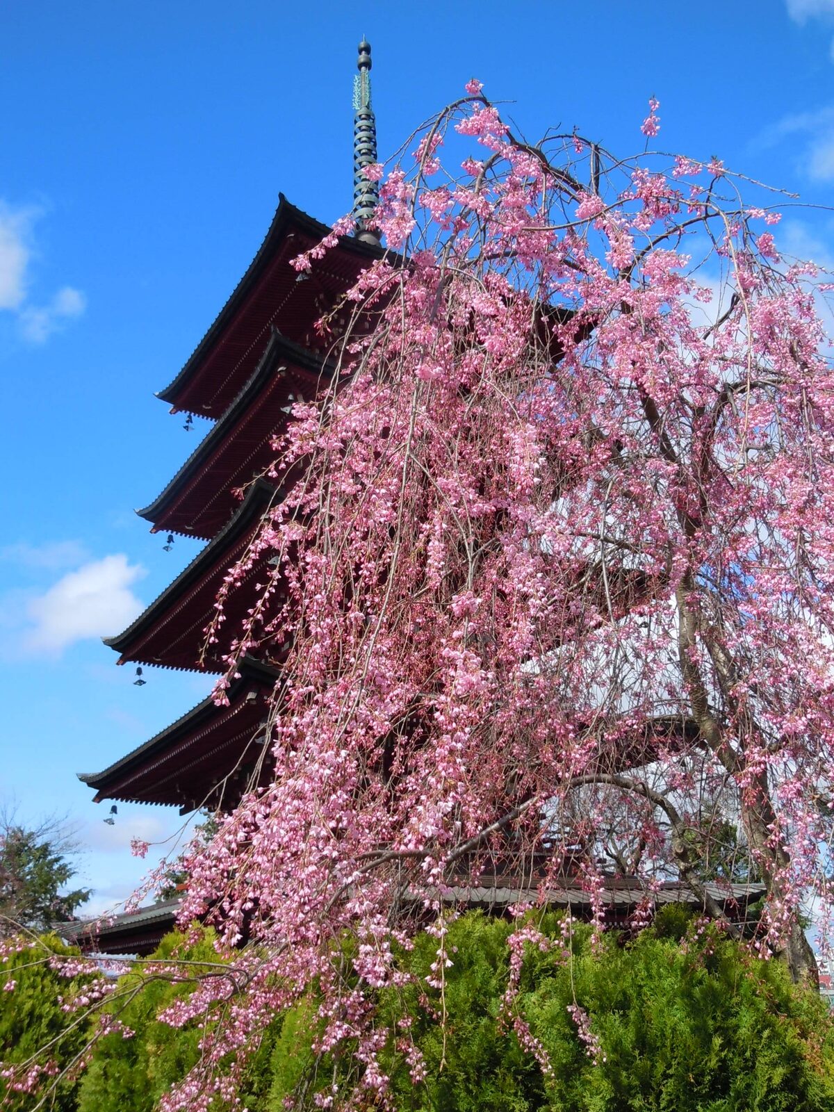 最勝院五重塔を見上げる境内の風景