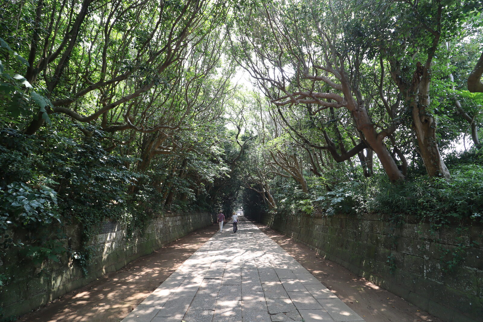 酒列磯前神社の参道、ヤブツバキとタブノキが茂る樹叢のトンネル