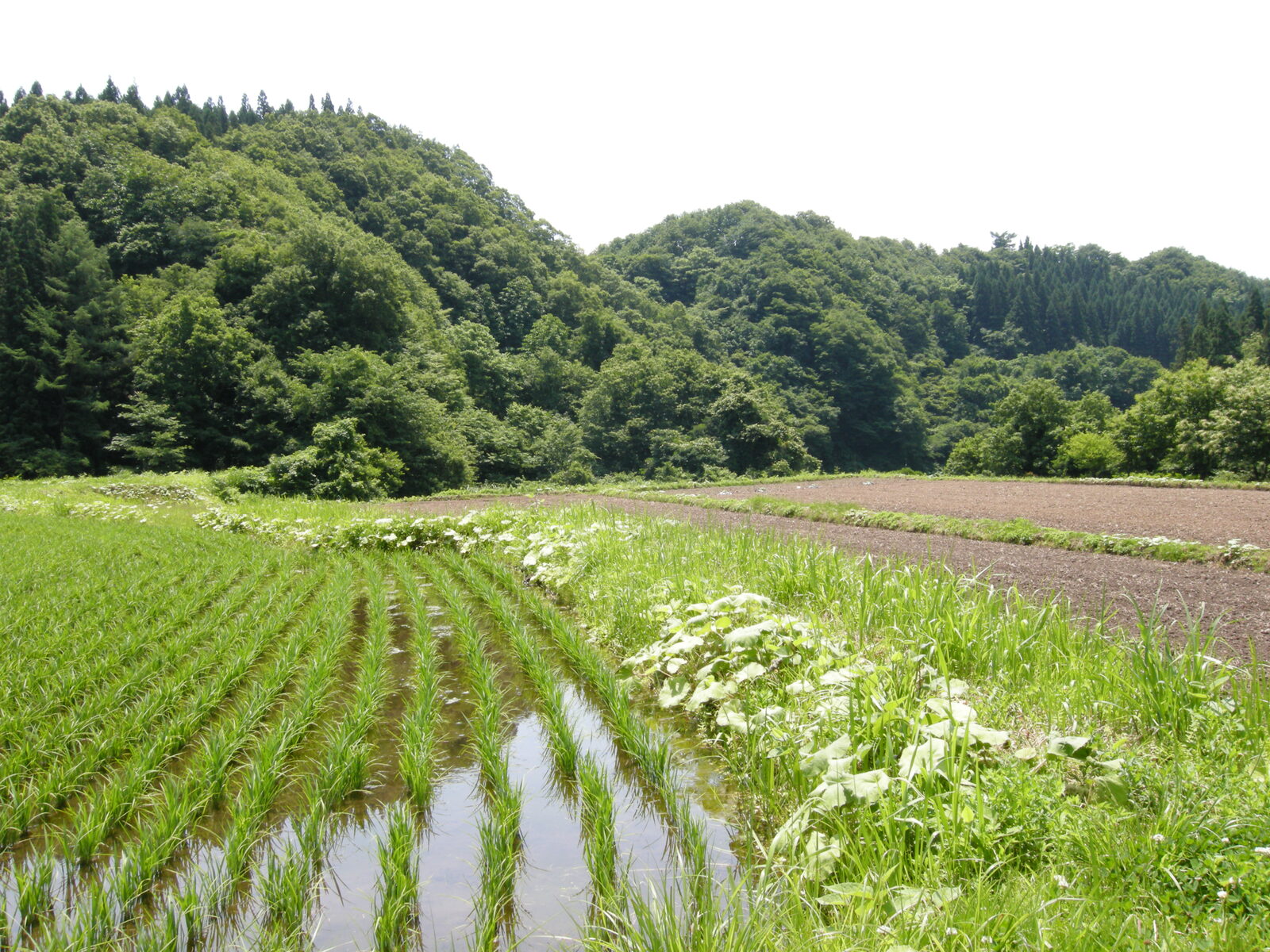 鮭川村の田園風景、産直さけまるくんがある川口地区周辺