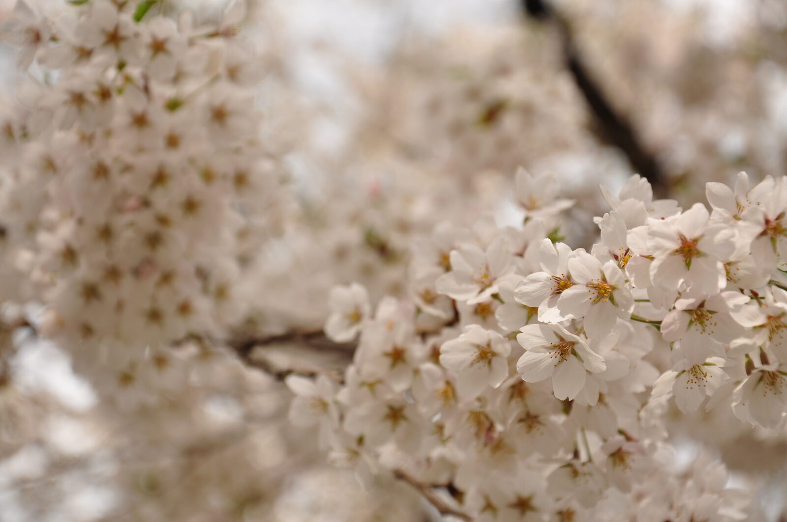桜松神社境内に咲く桜の花