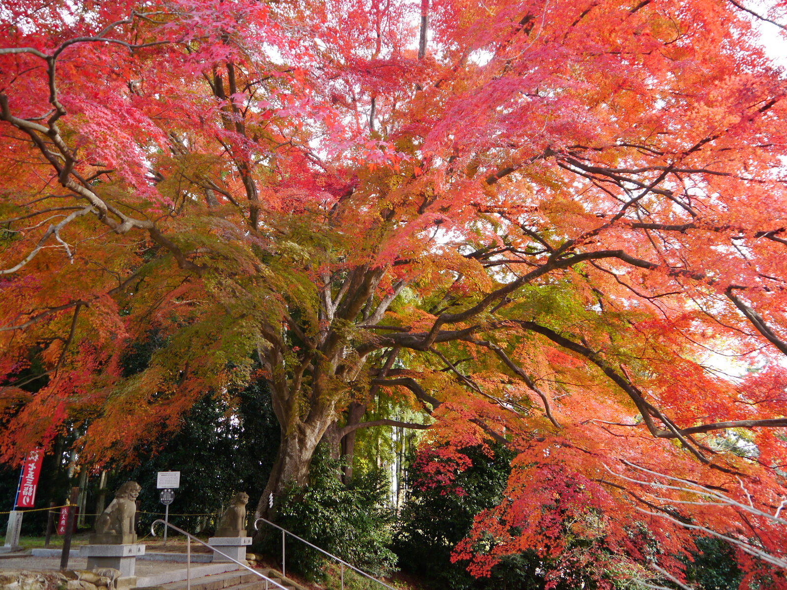 樹齢200年を超す賀茂神社のイロハモミジの紅葉