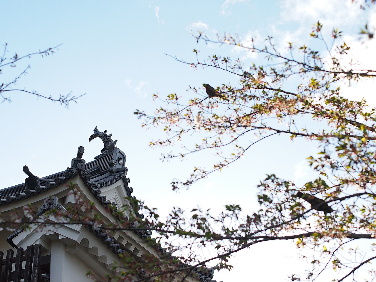 桜の枝越しに見上げる白石城天守の屋根