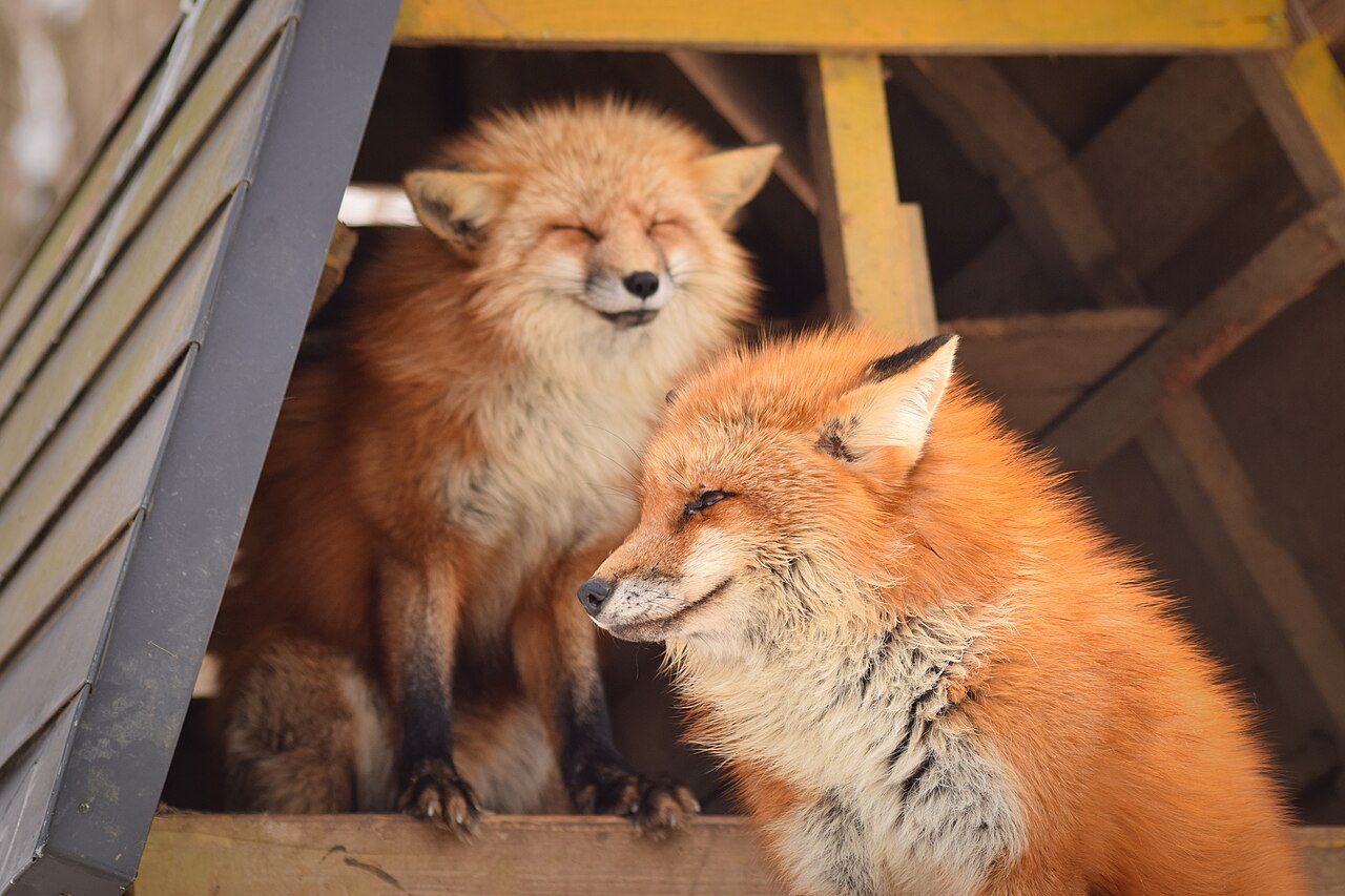 寄り添うように過ごす2匹のキタキツネ