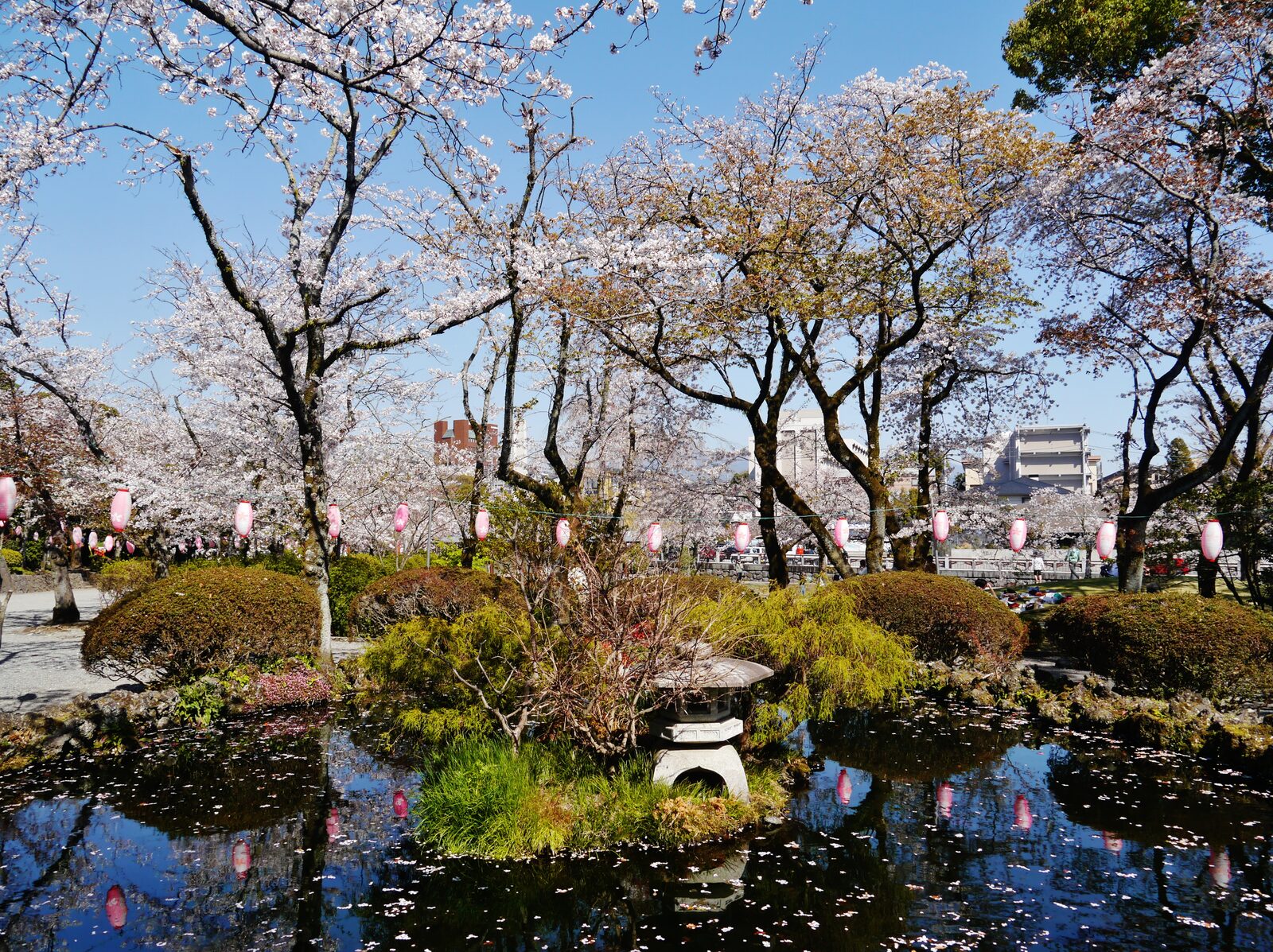桜が咲く浅間大社の池と灯籠