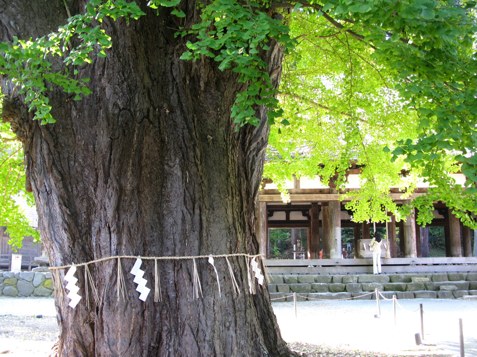 新宮熊野神社境内の大イチョウ