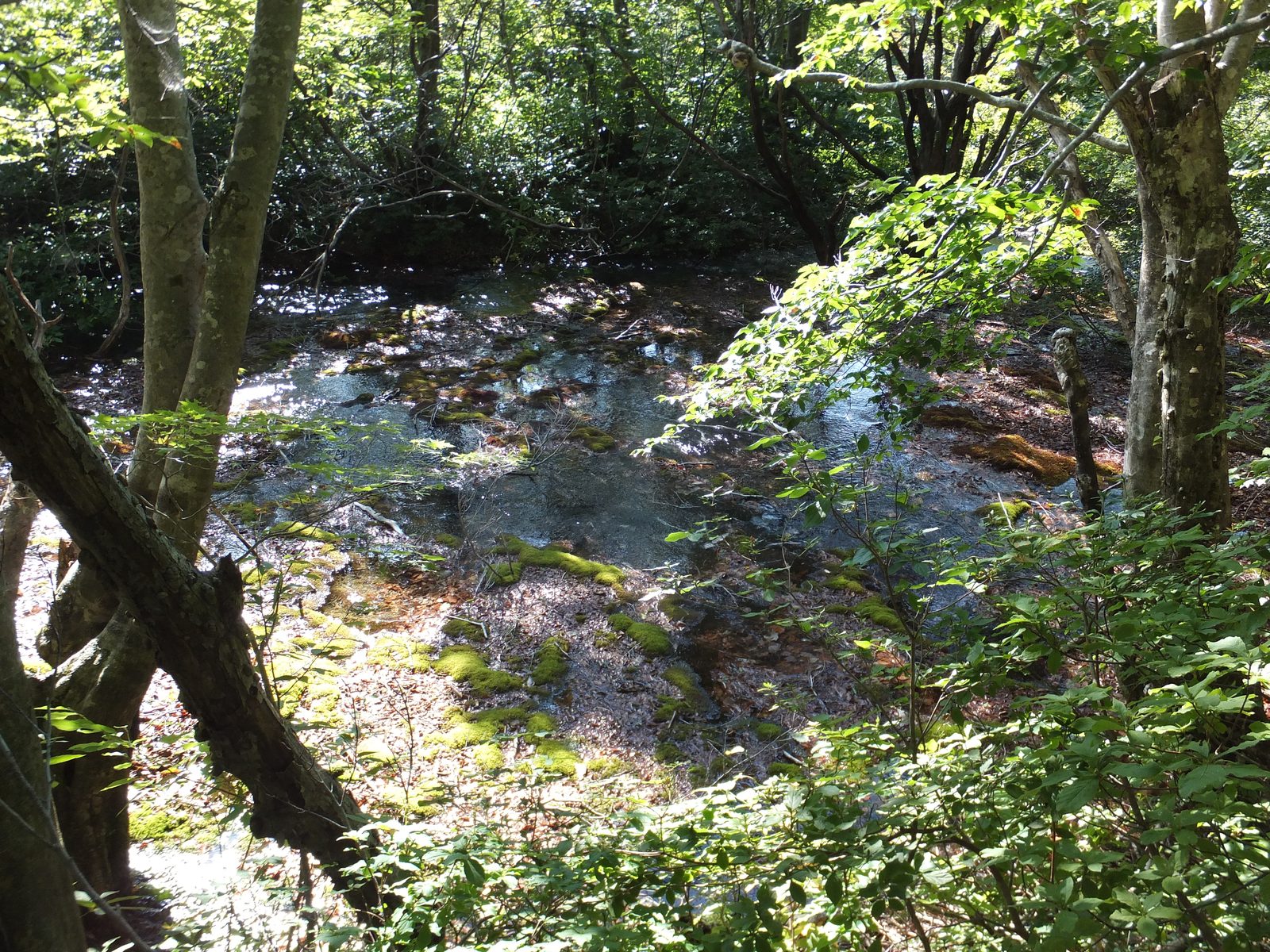 獅子ヶ鼻湿原、苔むした岩の間を流れる清らかな水面