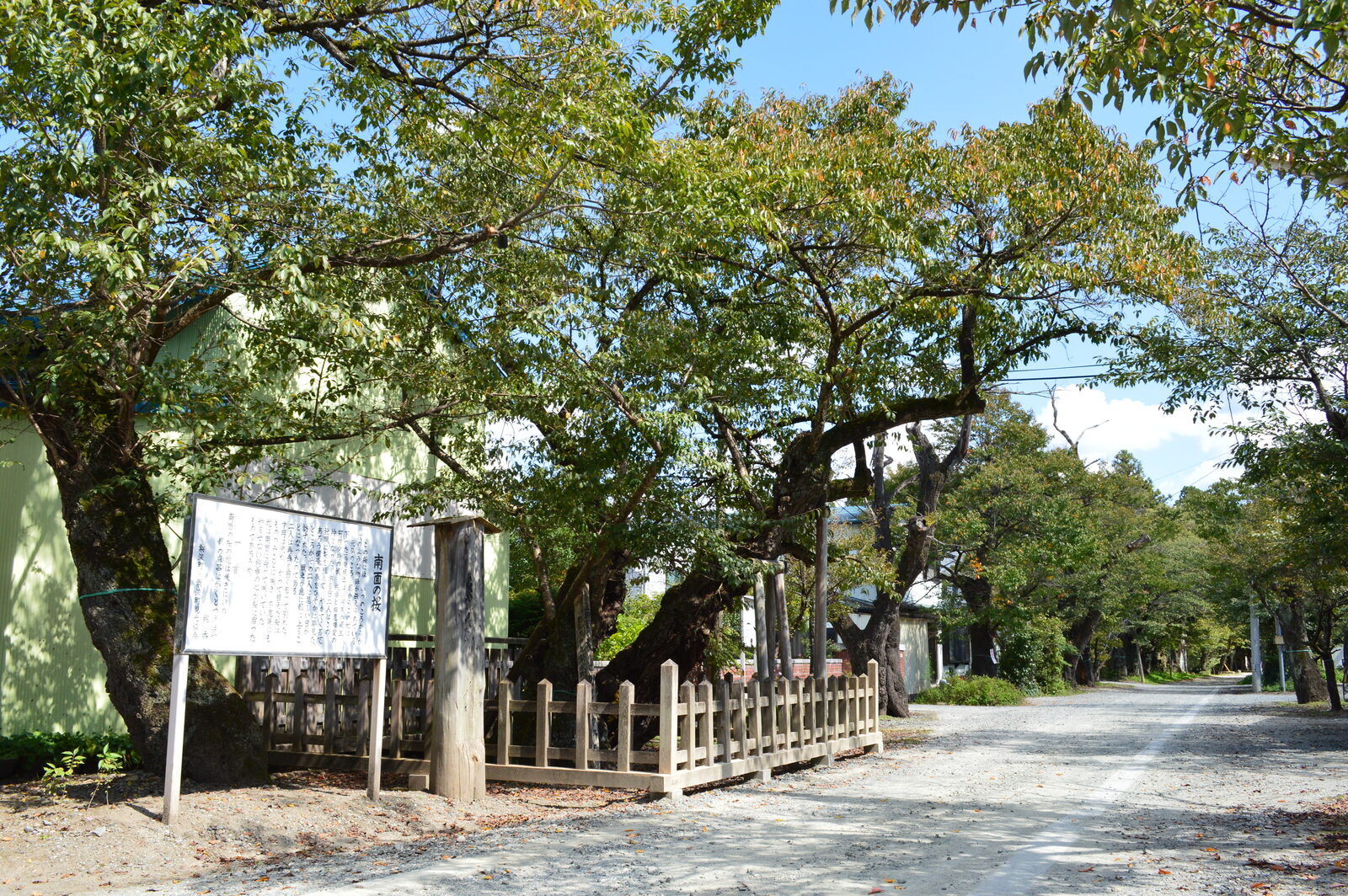 樹齢約700年と伝わる南面の桜の古木と説明看板
