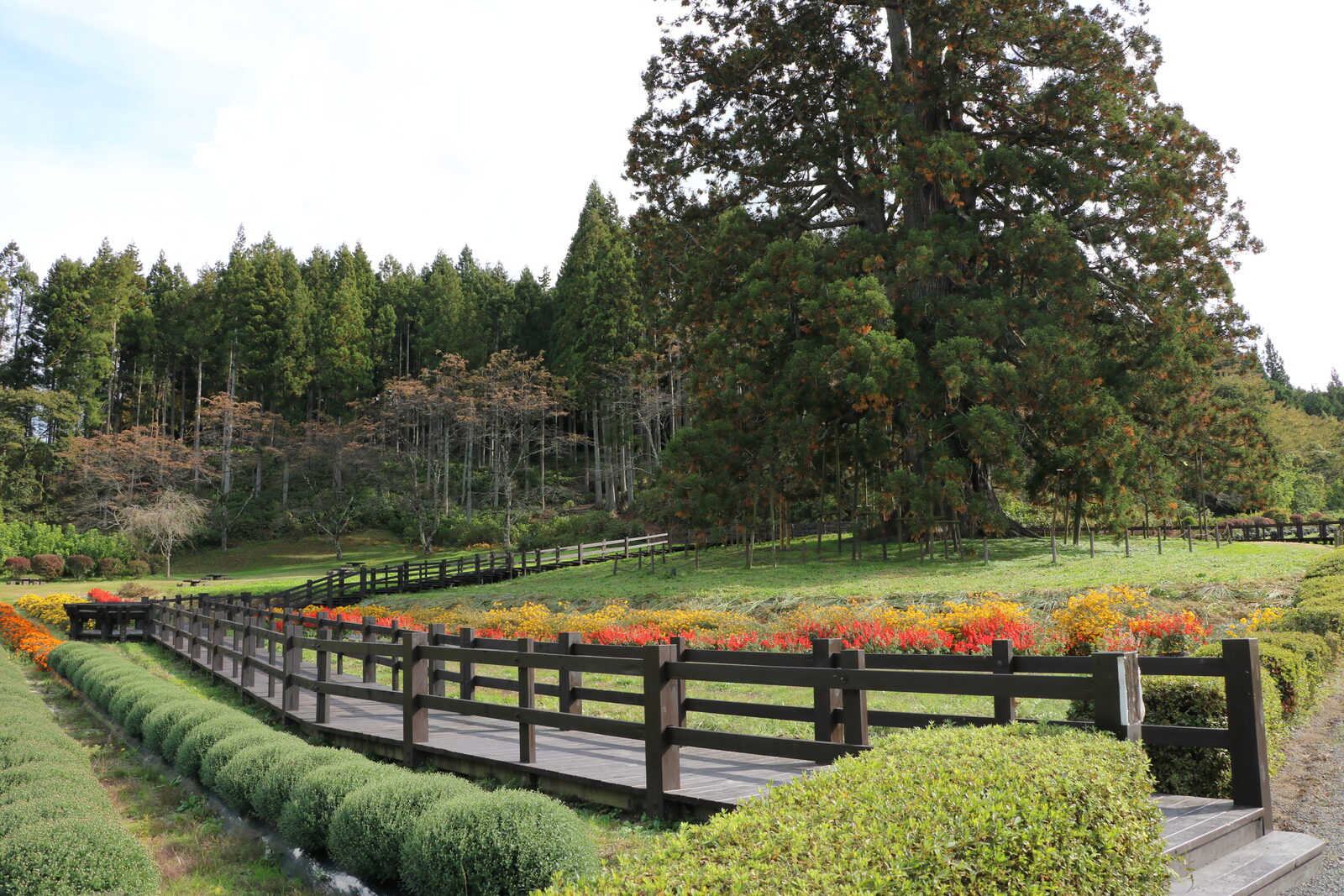 杉沢の大スギ、大杉公園内の整備された様子