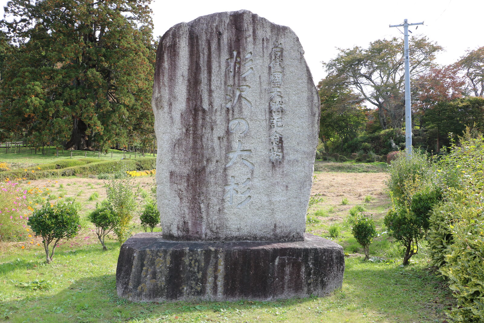 杉沢の大スギの国指定天然記念物の石碑