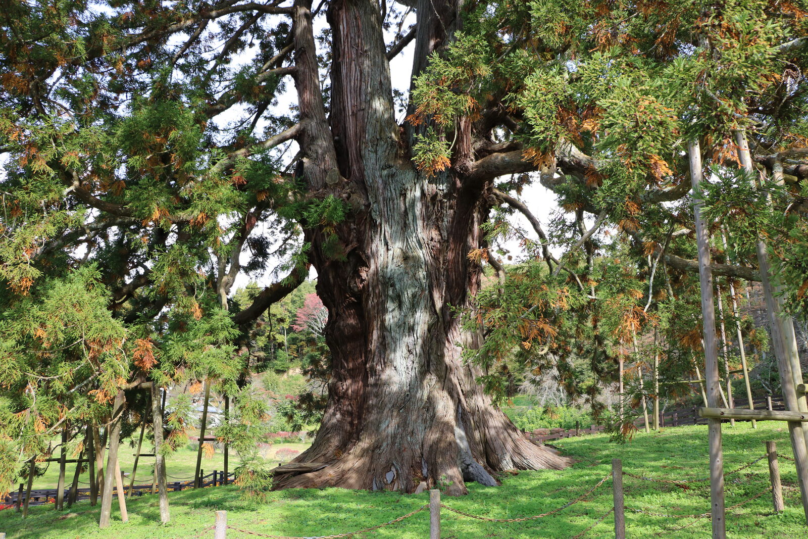 福島県二本松市の杉沢の大スギ、国指定天然記念物の巨杉全景