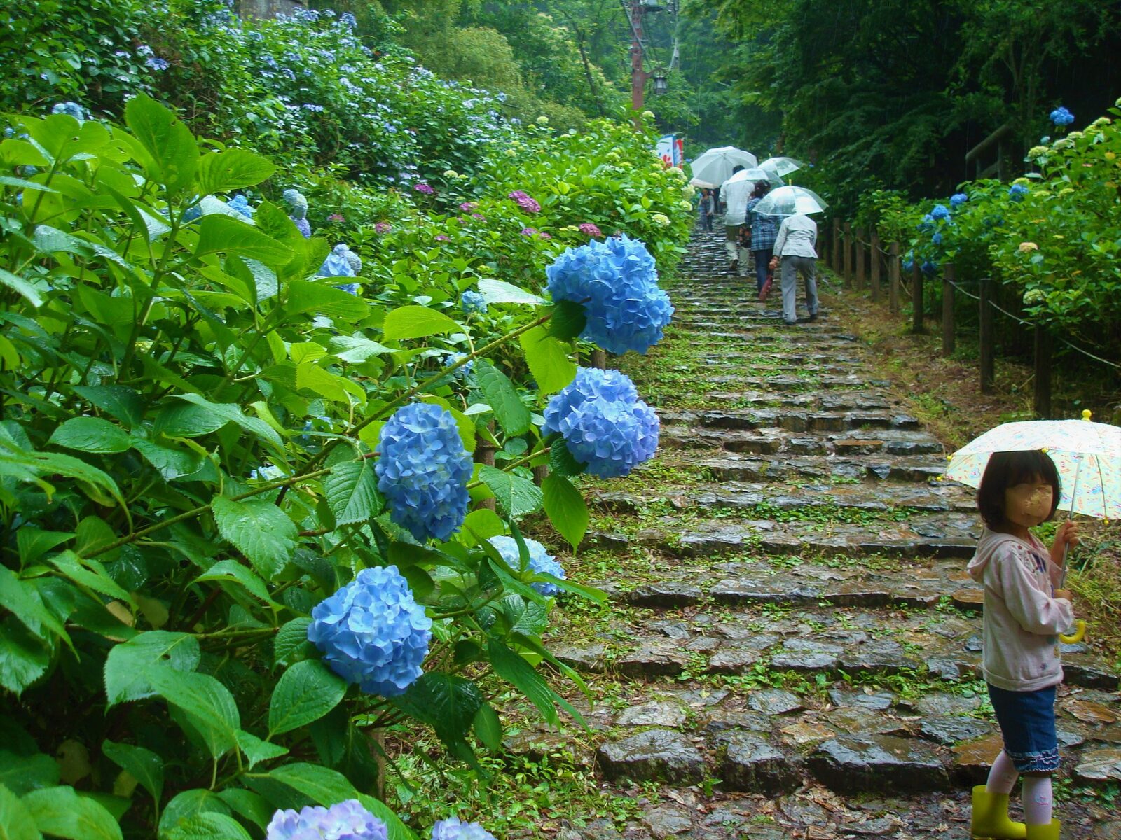 太平山神社のあじさい坂、石段沿いに咲く紫陽花