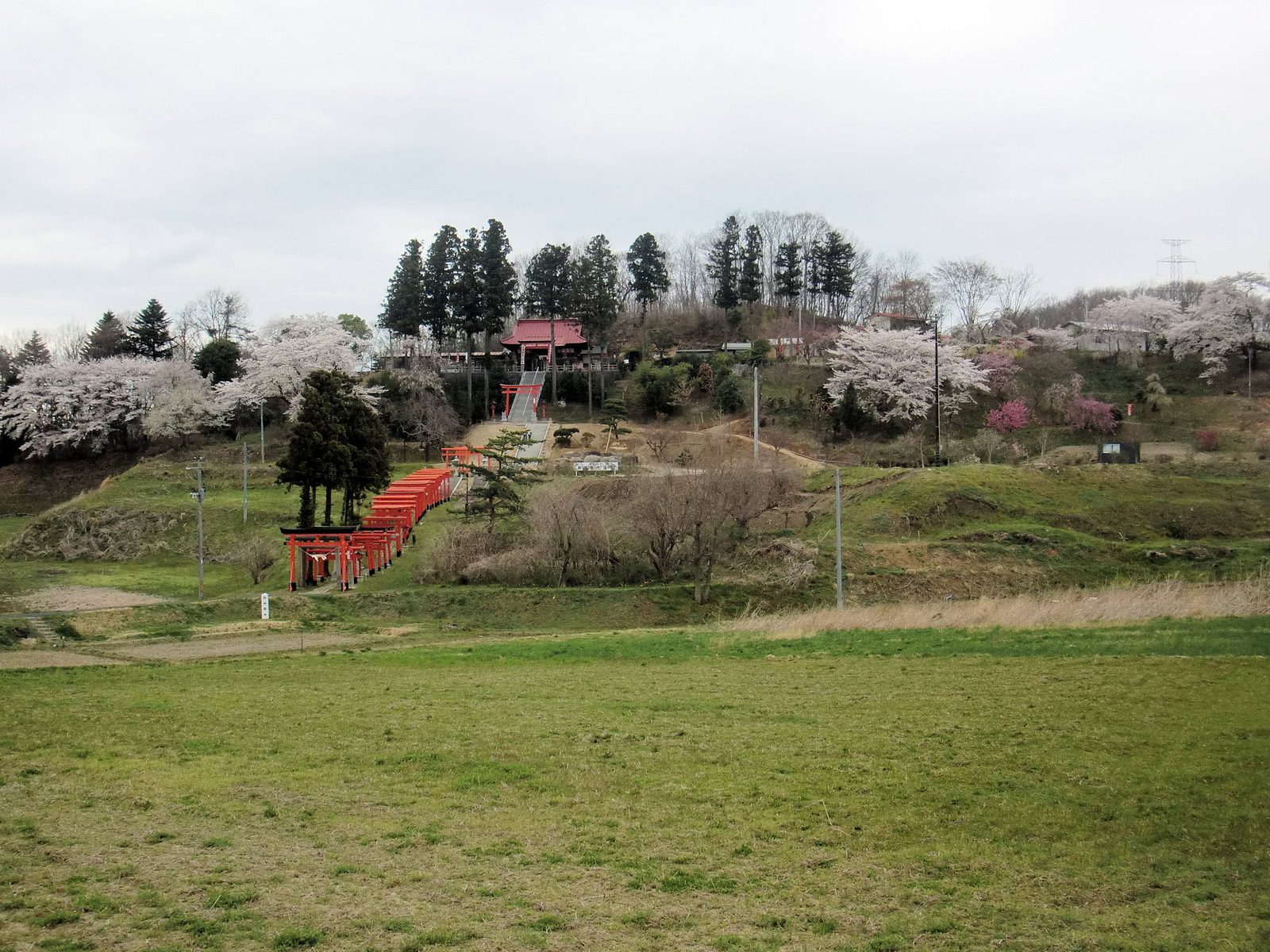 高屋敷稲荷神社、桜と朱鳥居の参道を望む遠景