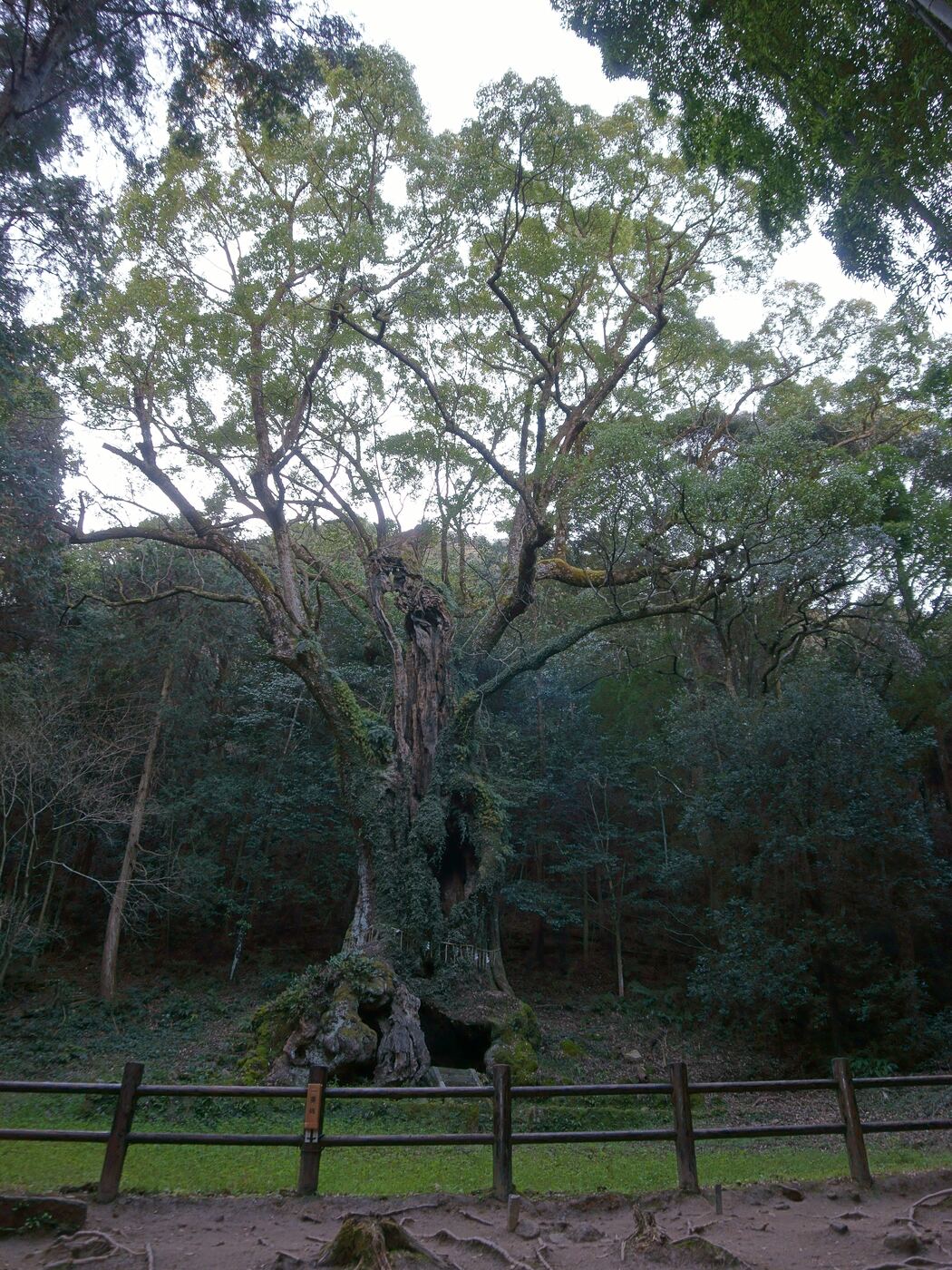 武雄神社の御神木、武雄の大楠