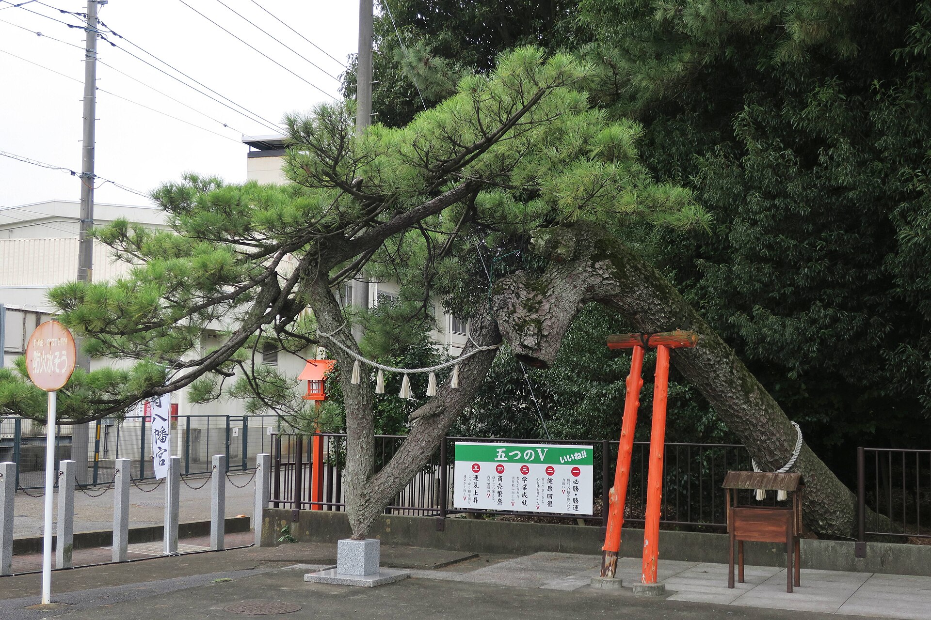 昇龍・勝運の松