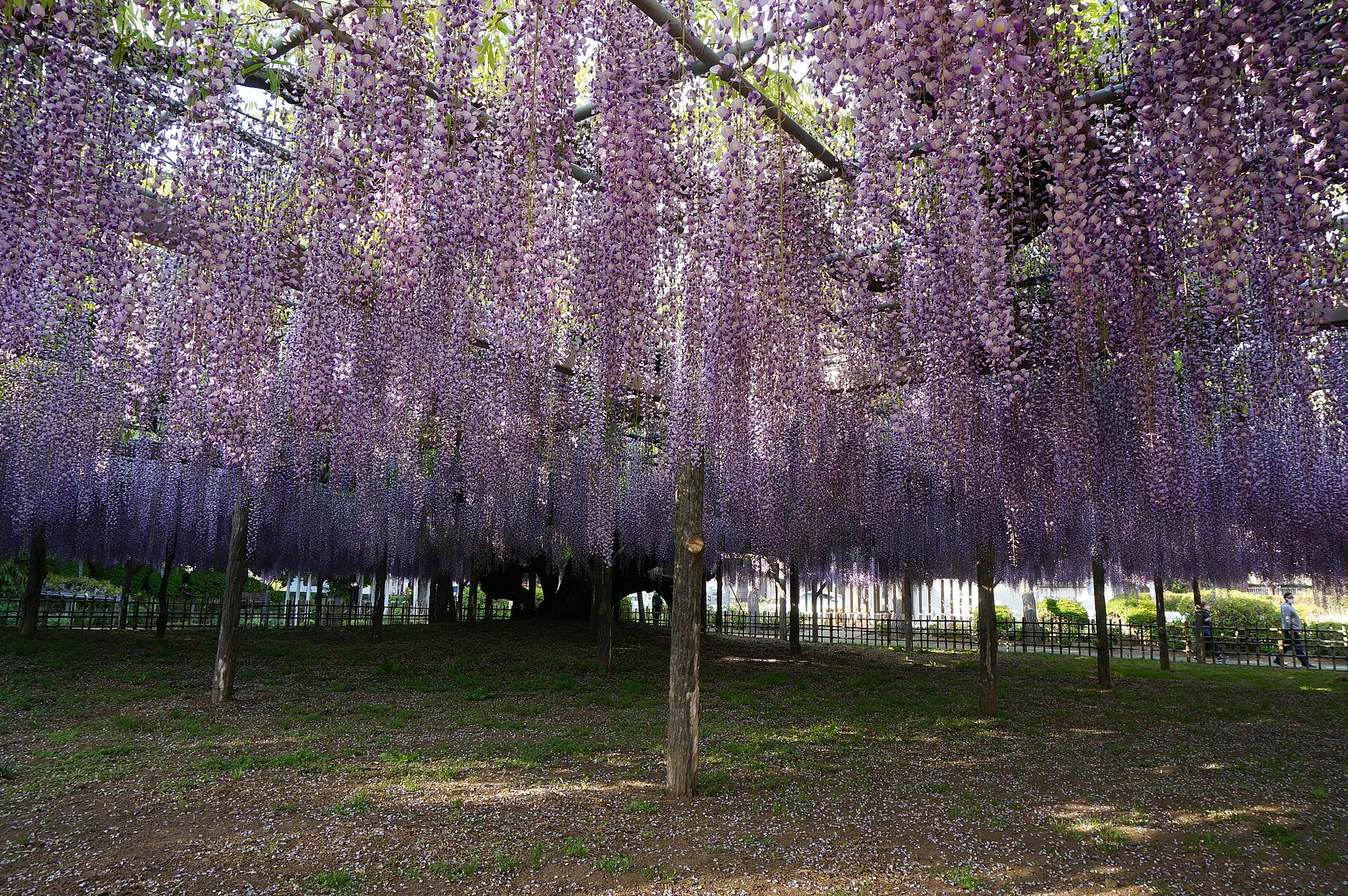 玉敷公園の大藤