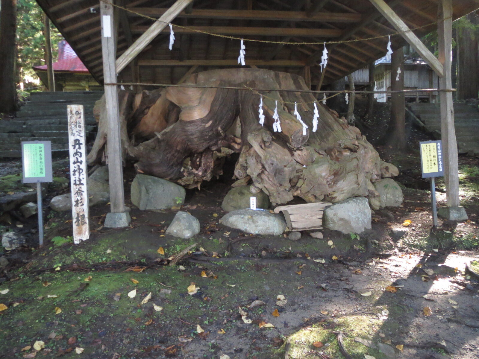 丹内山神社の御神木、爺杉の根株