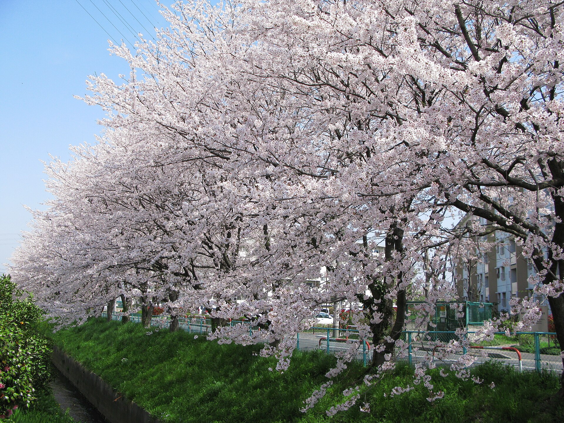 天王新堀の桜