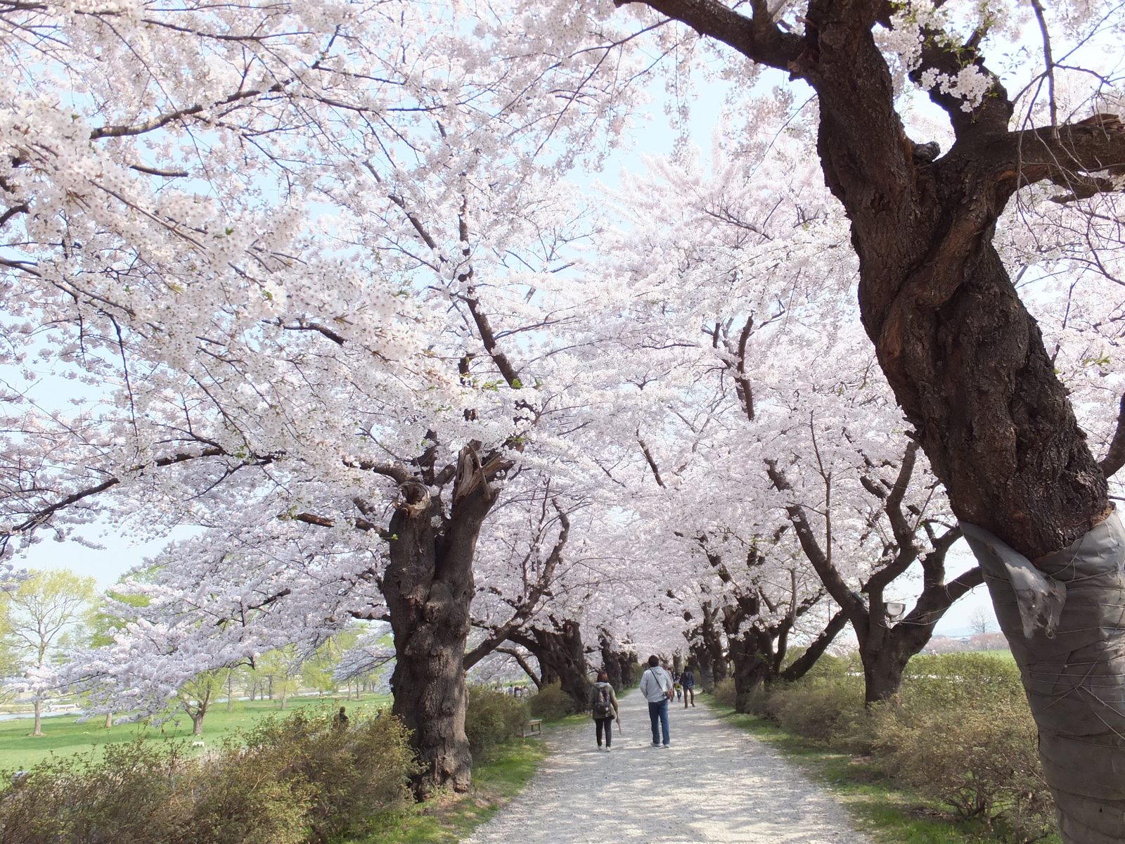 北上展勝地の桜並木のトンネル