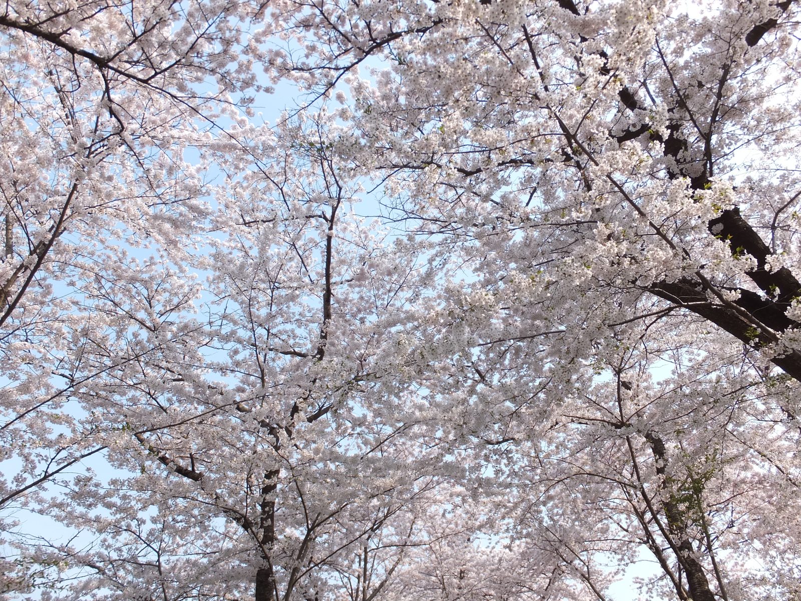 満開の桜に包まれる北上展勝地