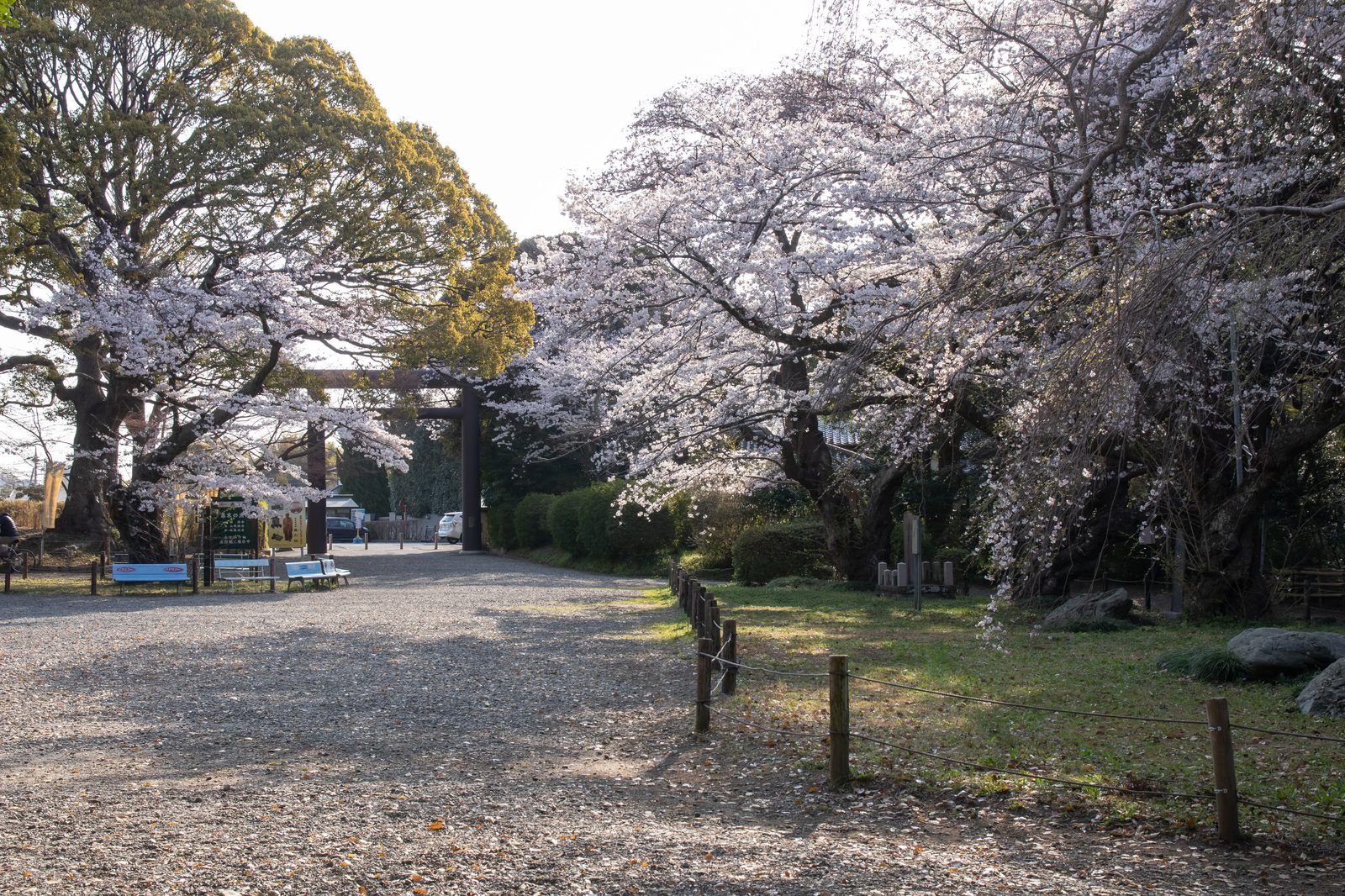 常磐神社の参道、満開の桜と鳥居