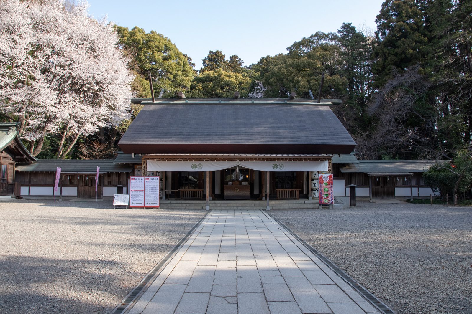 常磐神社拝殿の正面、桜の木とともに