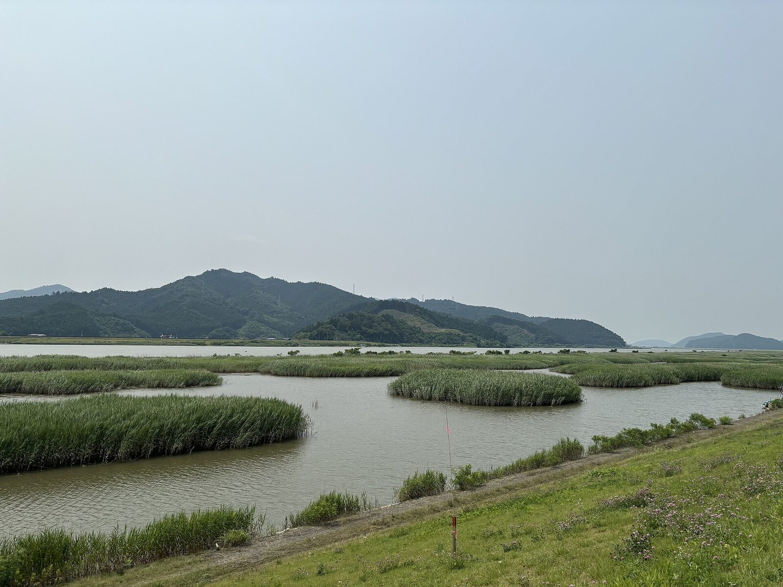 北上川河口に広がるヨシ原