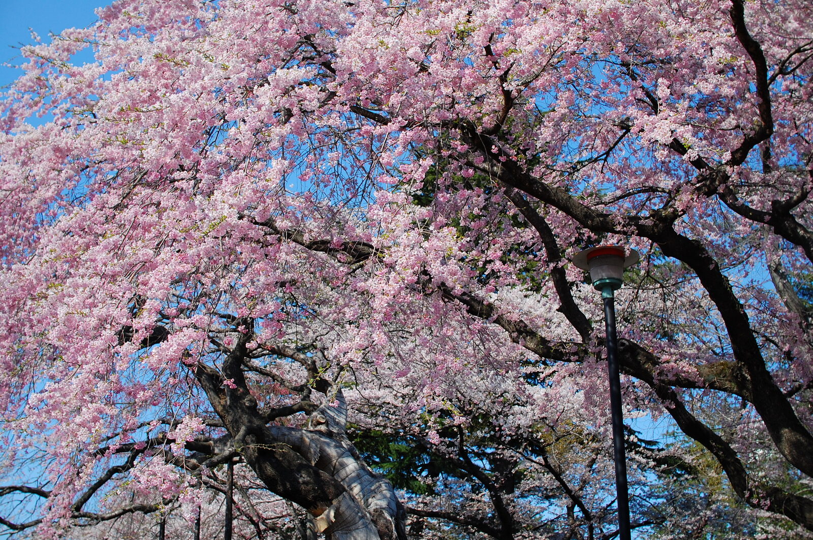 榴岡天満宮境内に咲く満開のしだれ桜