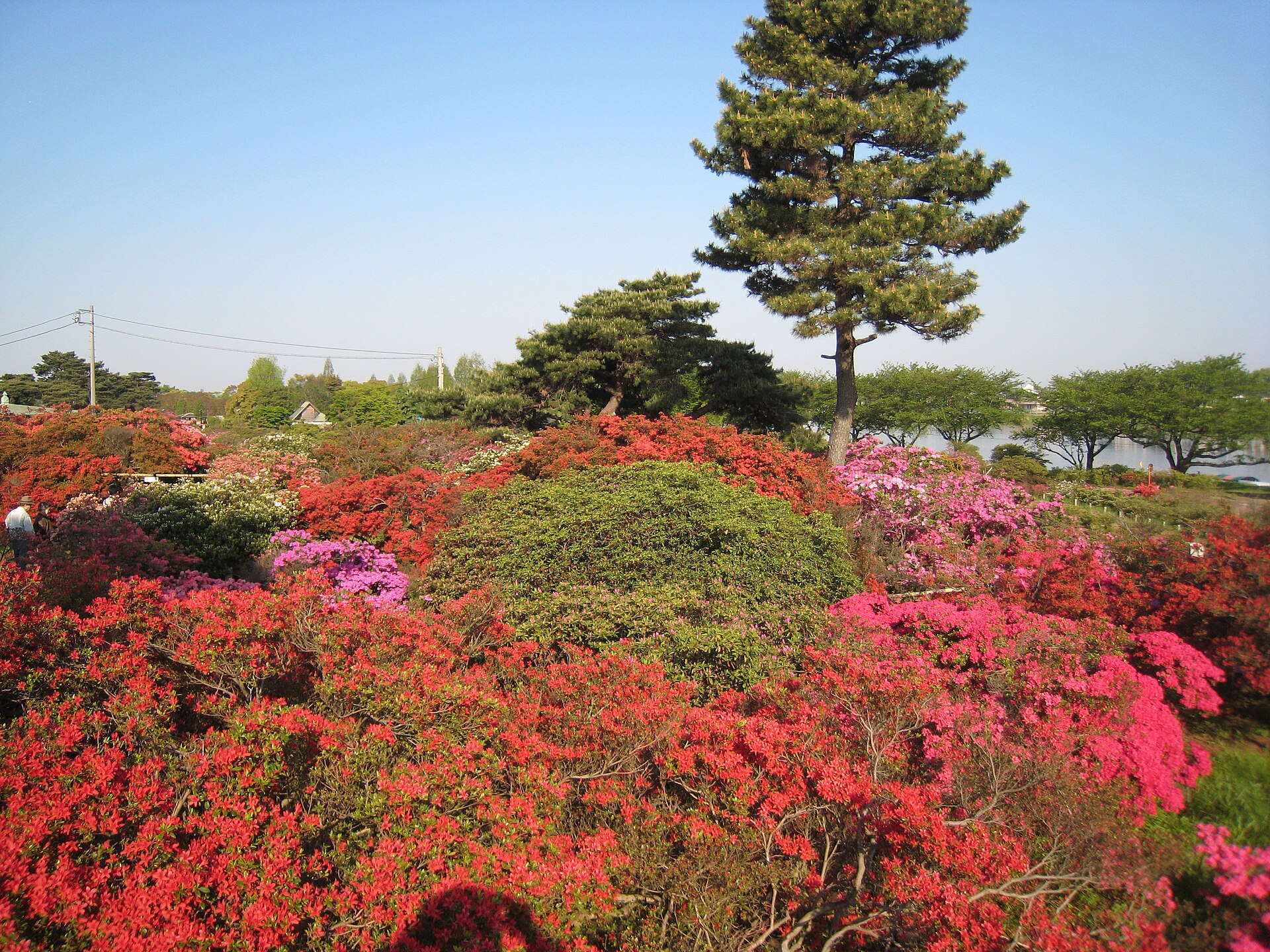 つつじが岡公園