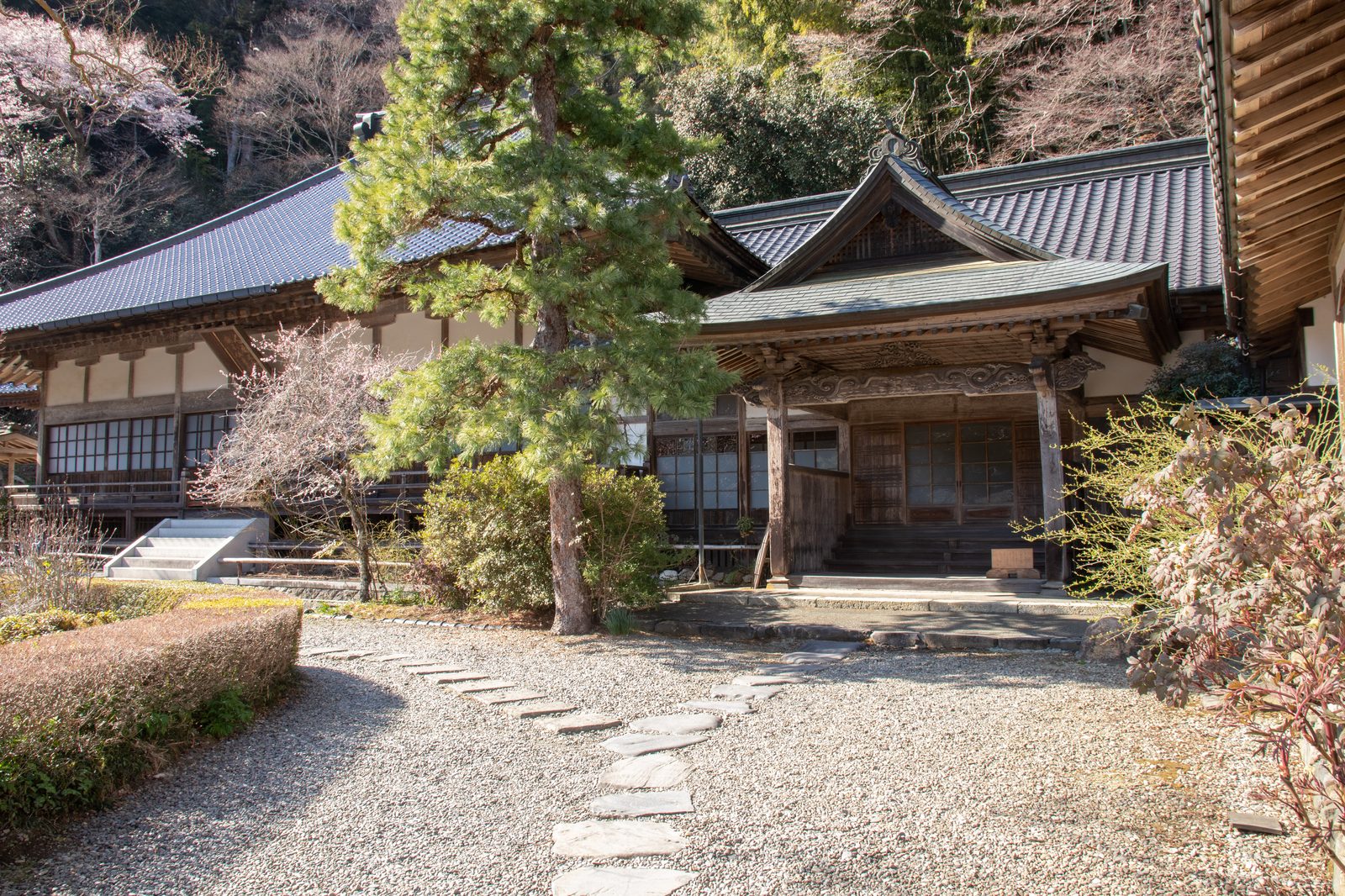 雲巌寺の客殿、松と梅の花に包まれた玄関