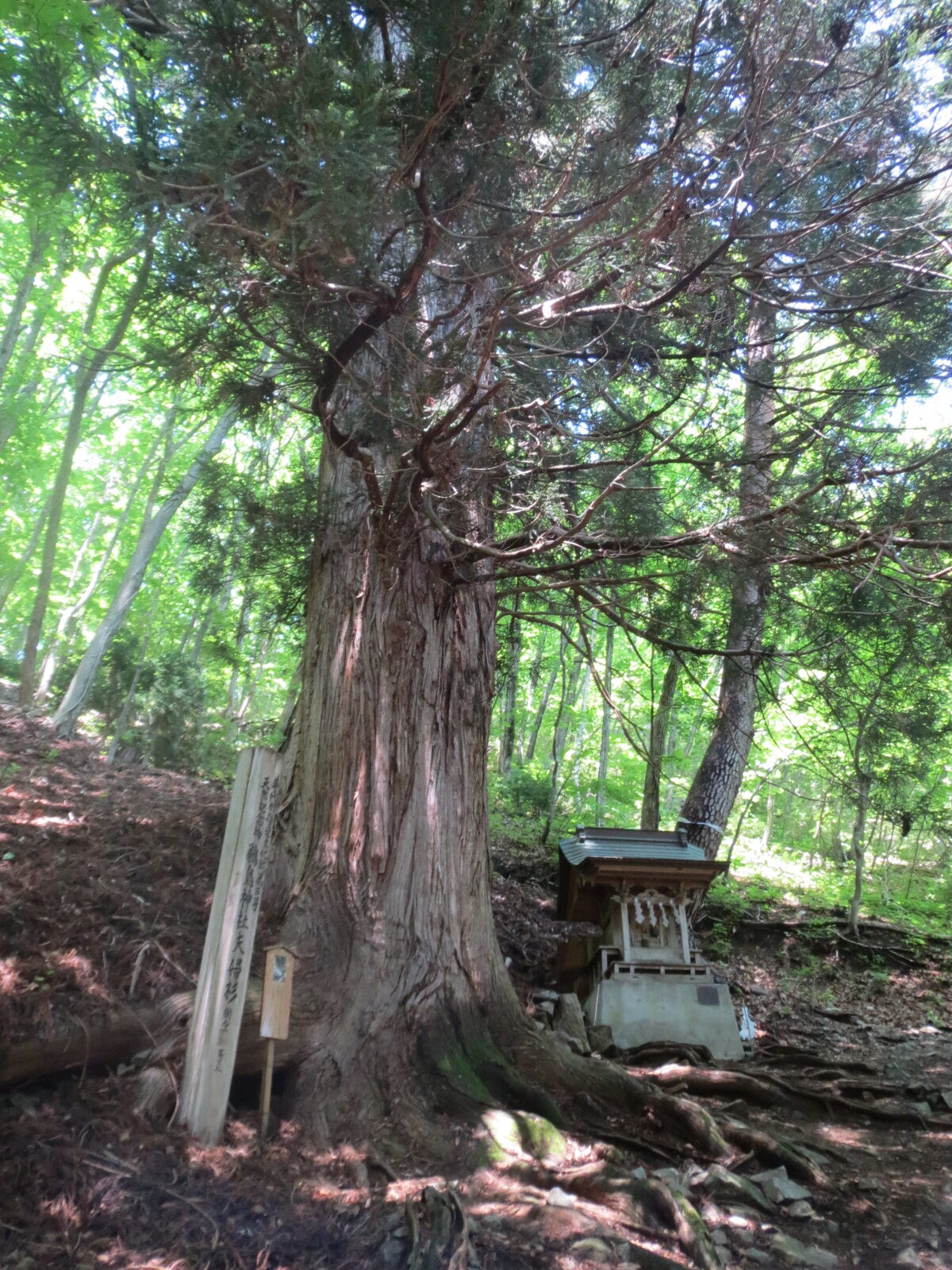 鵜鳥神社の参道にそびえる樹齢400年の夫婦杉