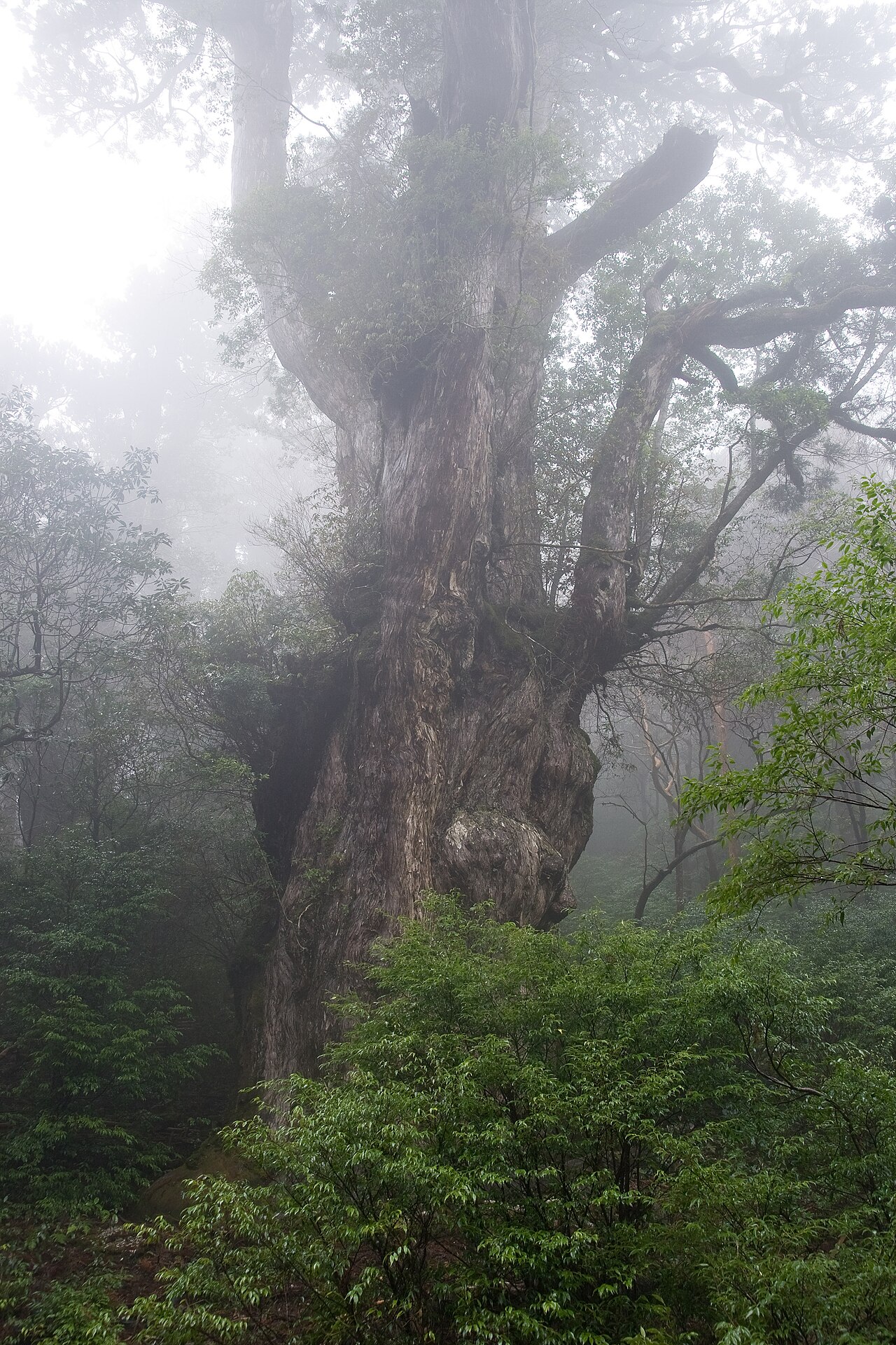 縄文杉と対面する