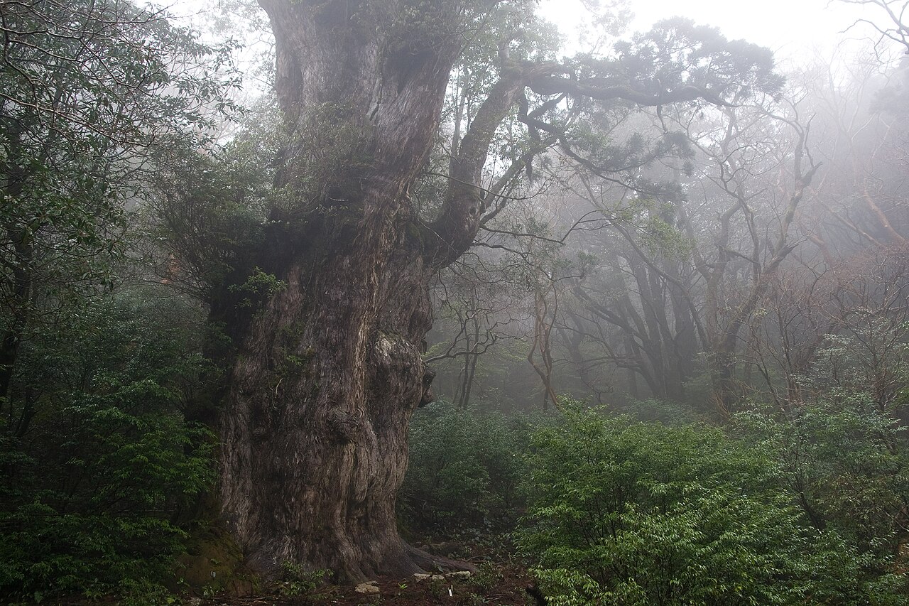 鹿児島・屋久島の縄文杉トレッキングの登山道と屋久杉