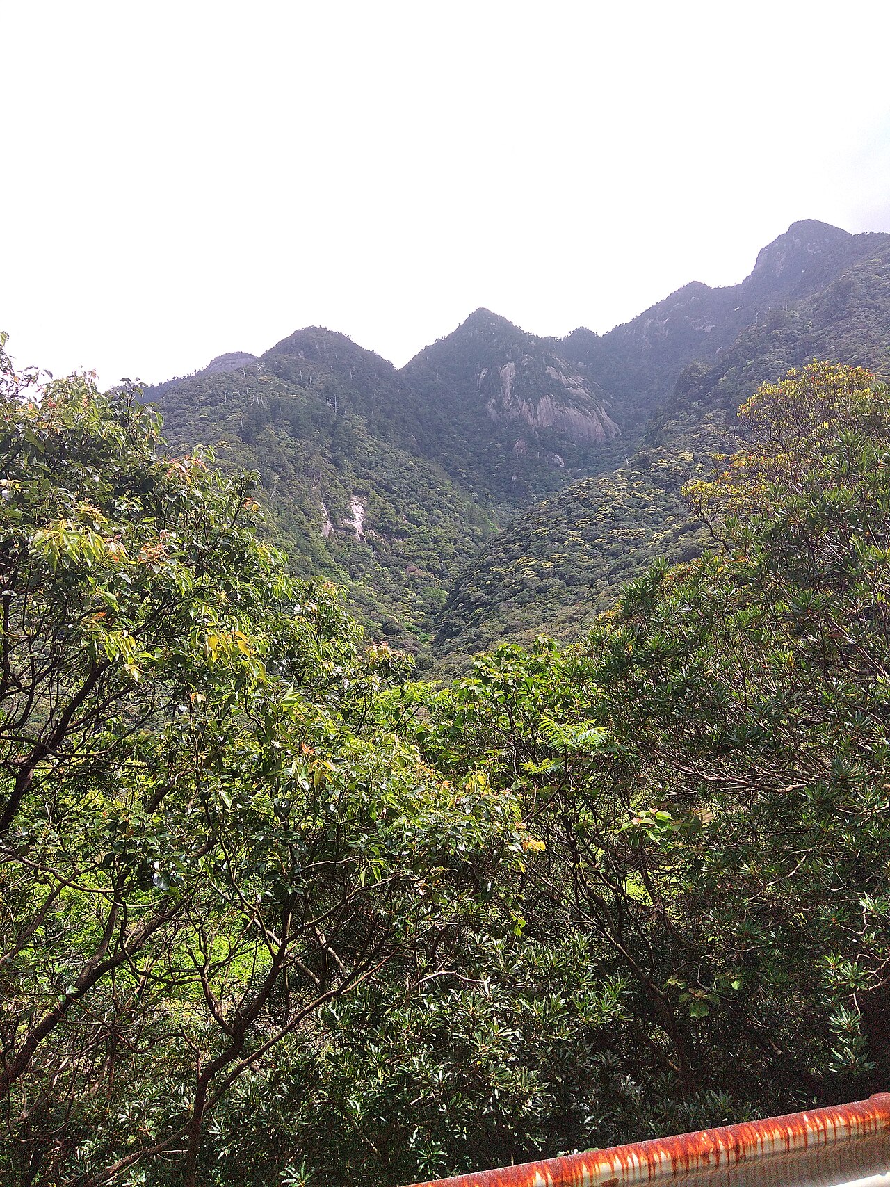 屋久島・西部林道の照葉樹林とヤクシカ