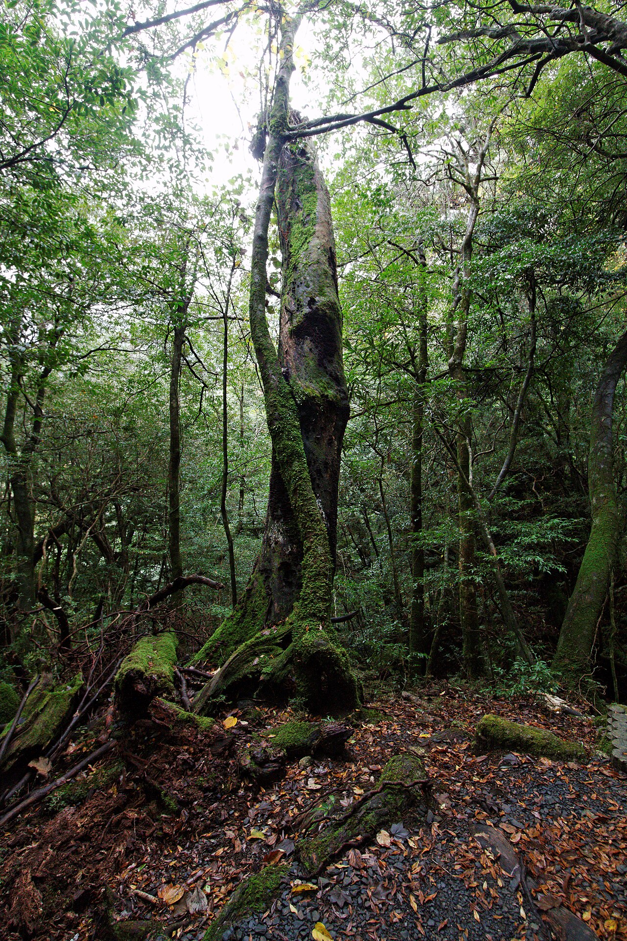 白谷雲水峡の巨木と苔むした登山道